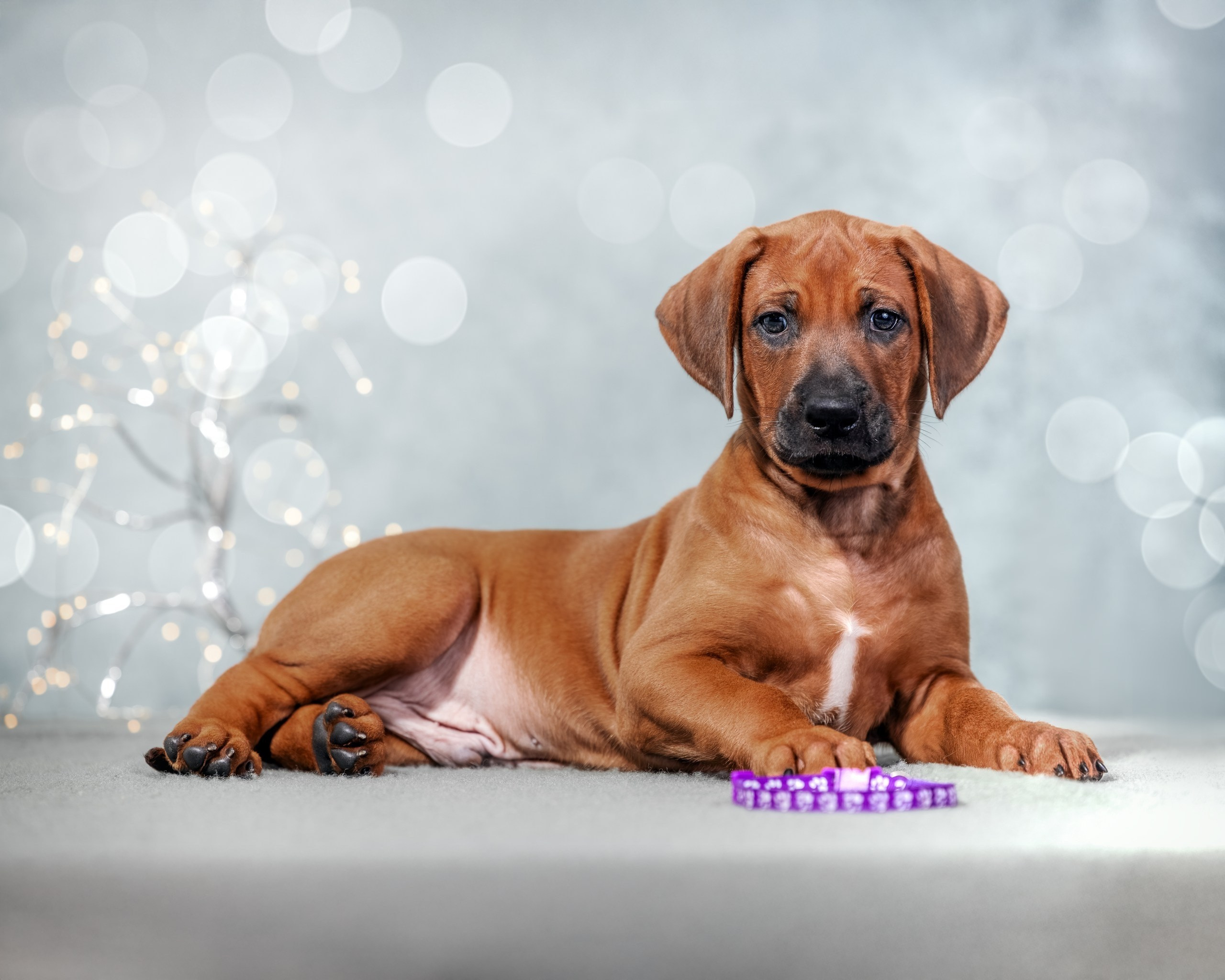 VIVA VERITAS Iz Doma Narayzi (1). Rhodesian Ridgebacks in St. Petersburg