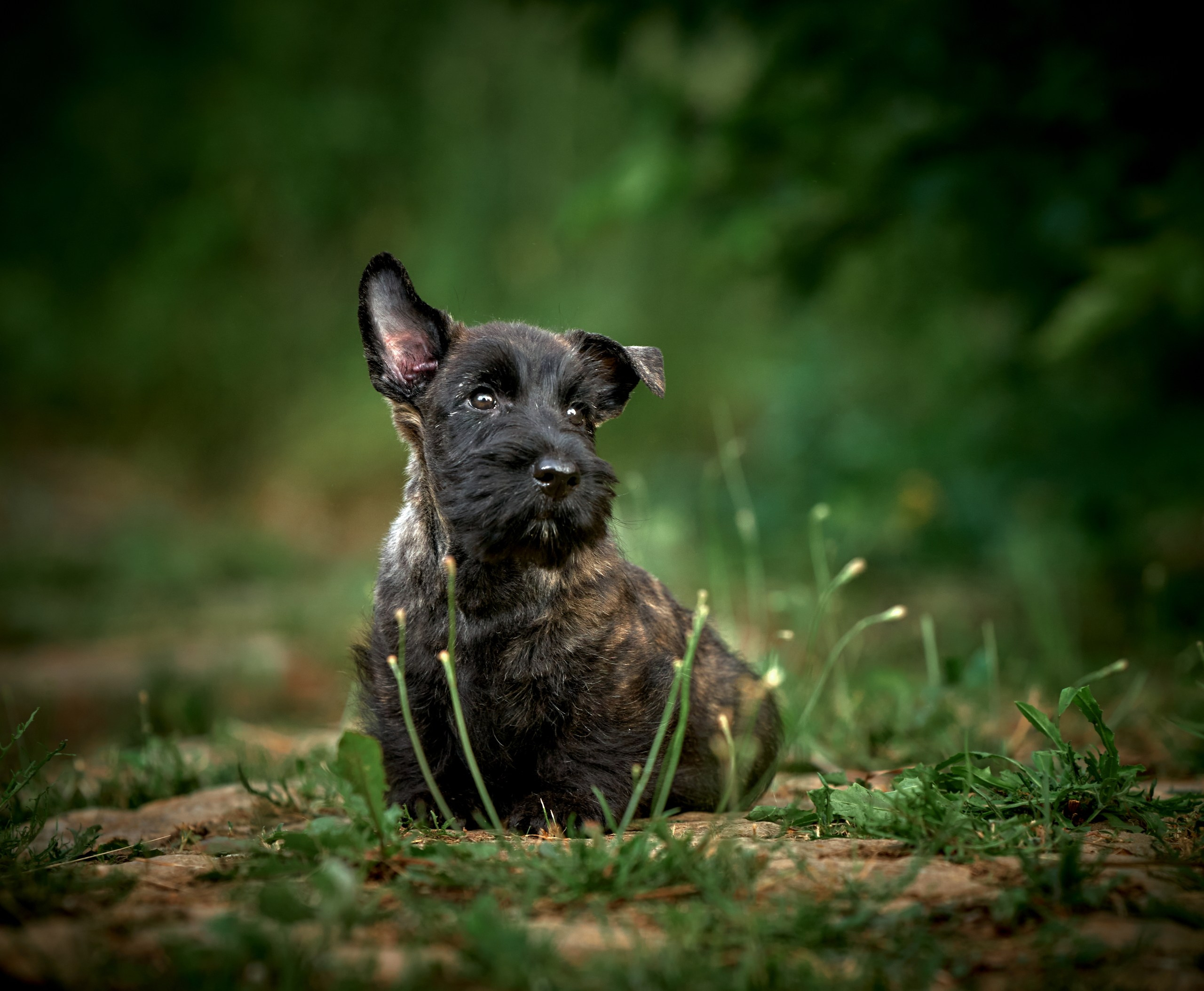 Съемка тигровых щенков шотландского терьера на природе