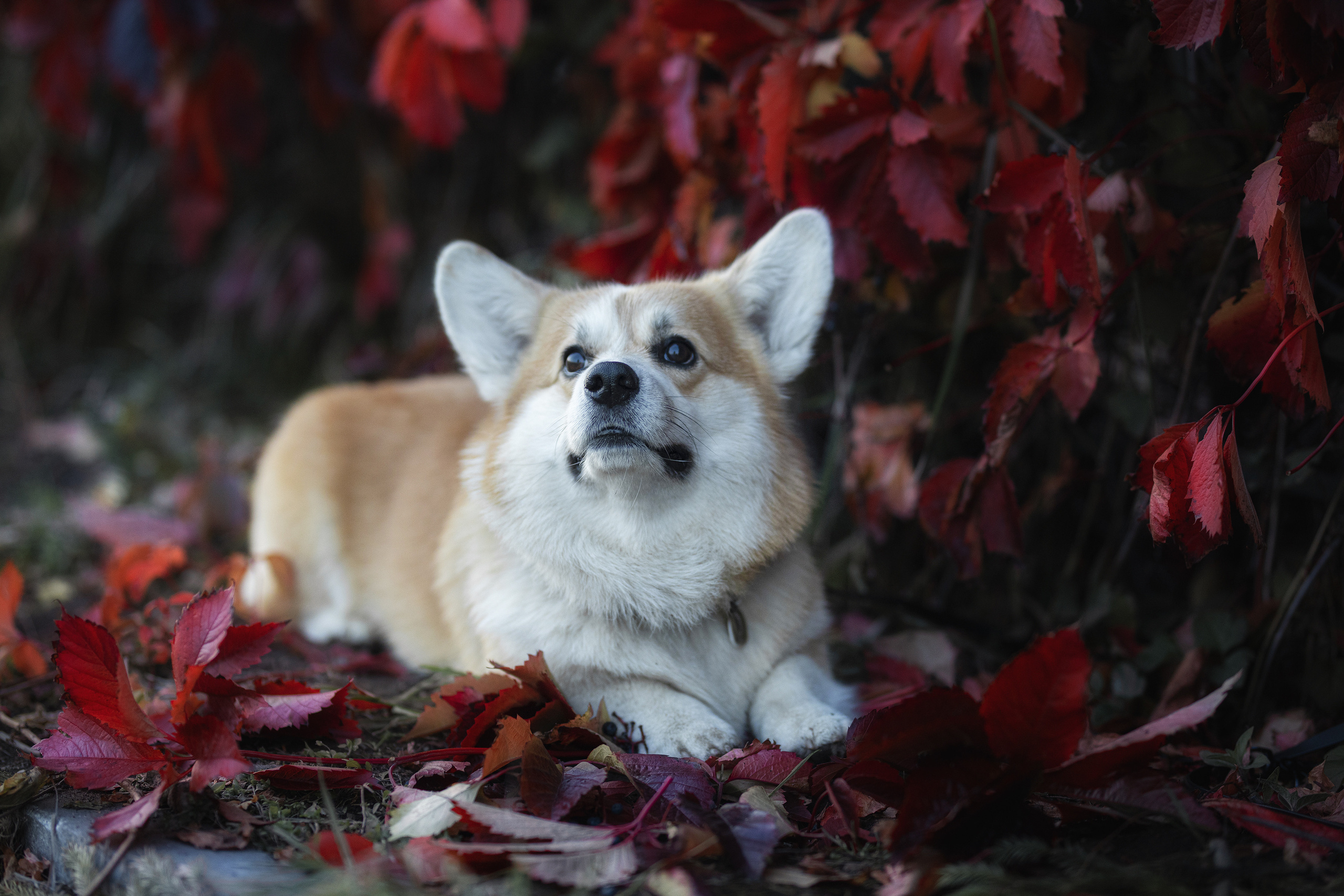 Фотограф Алена Звездина