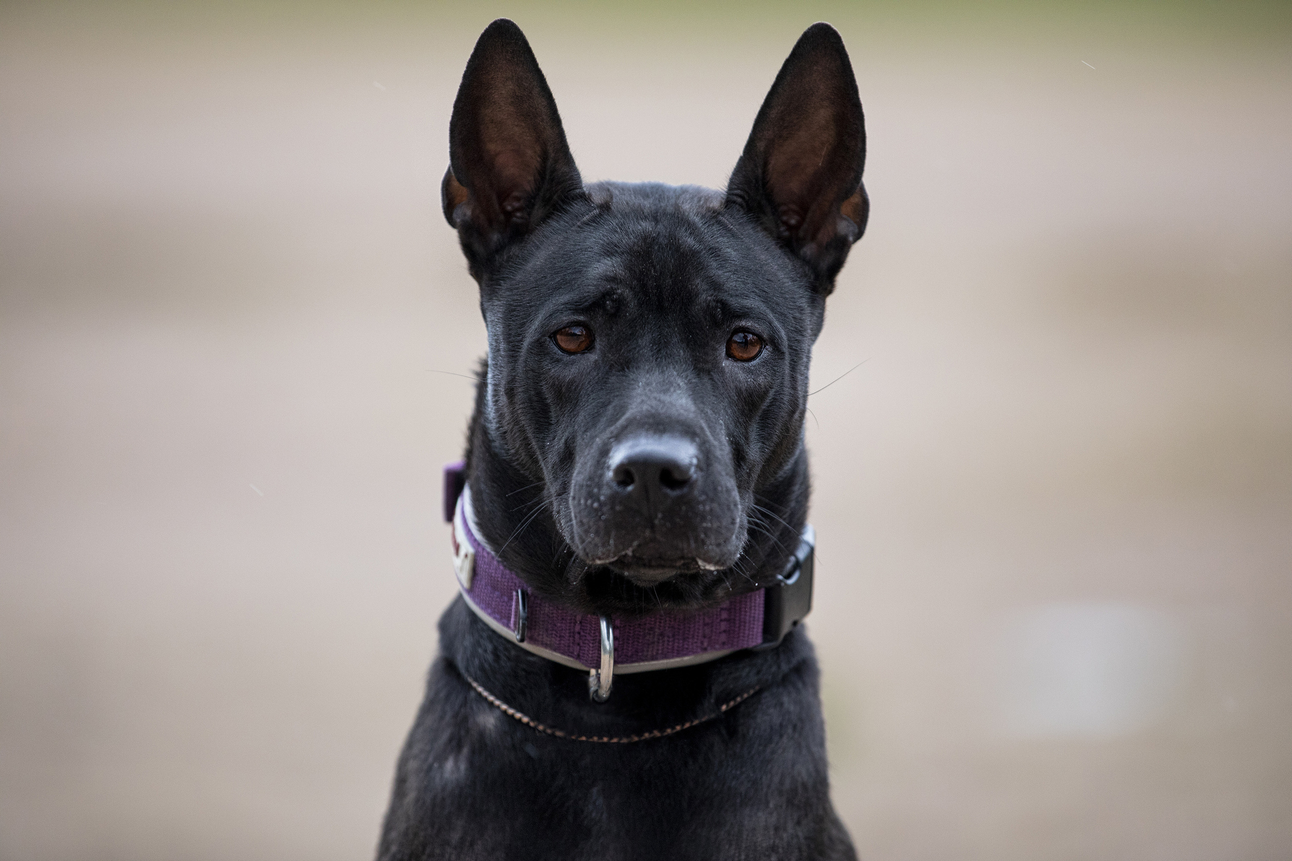 Фотограф Алена Звездина