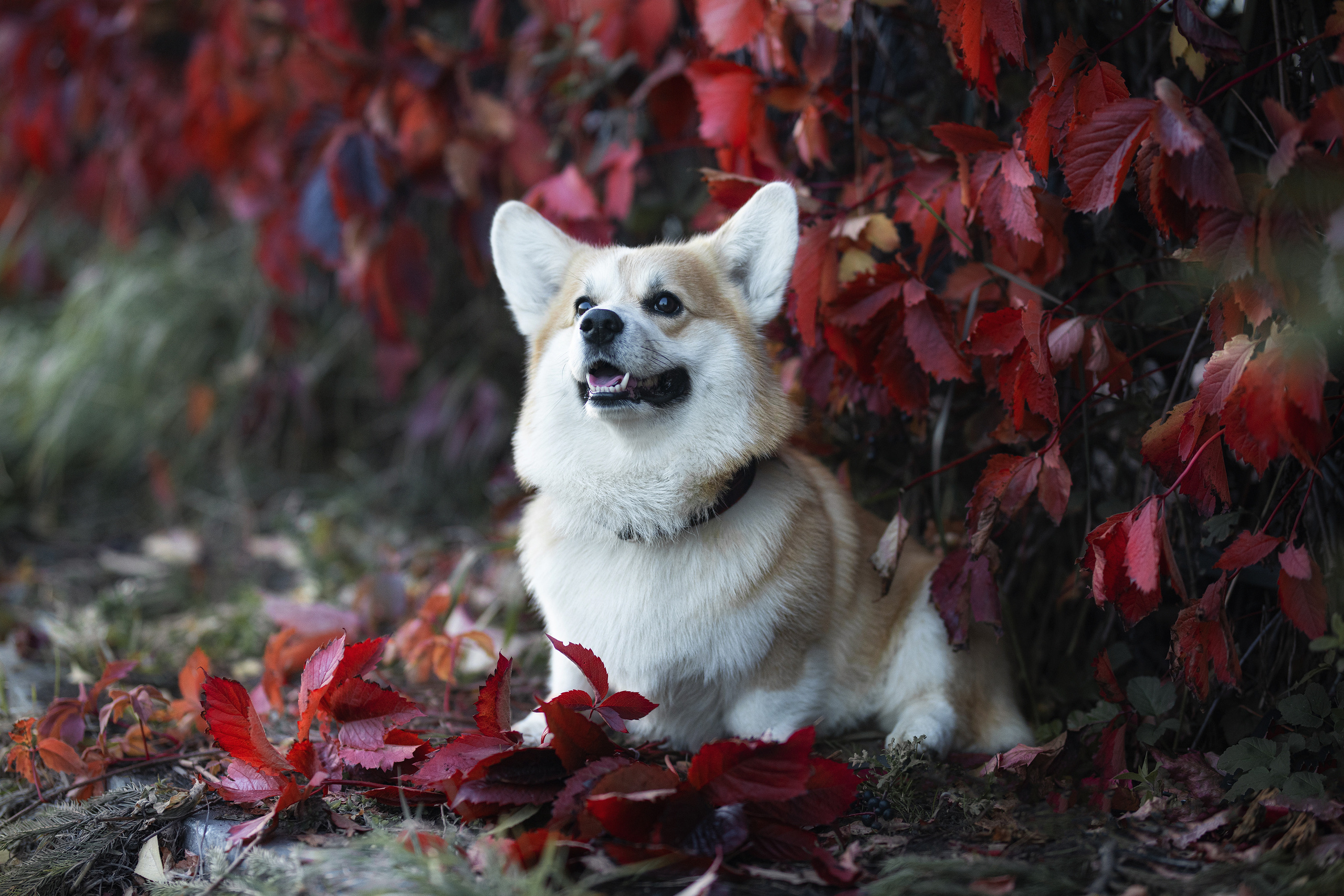 Фотограф Алена Звездина