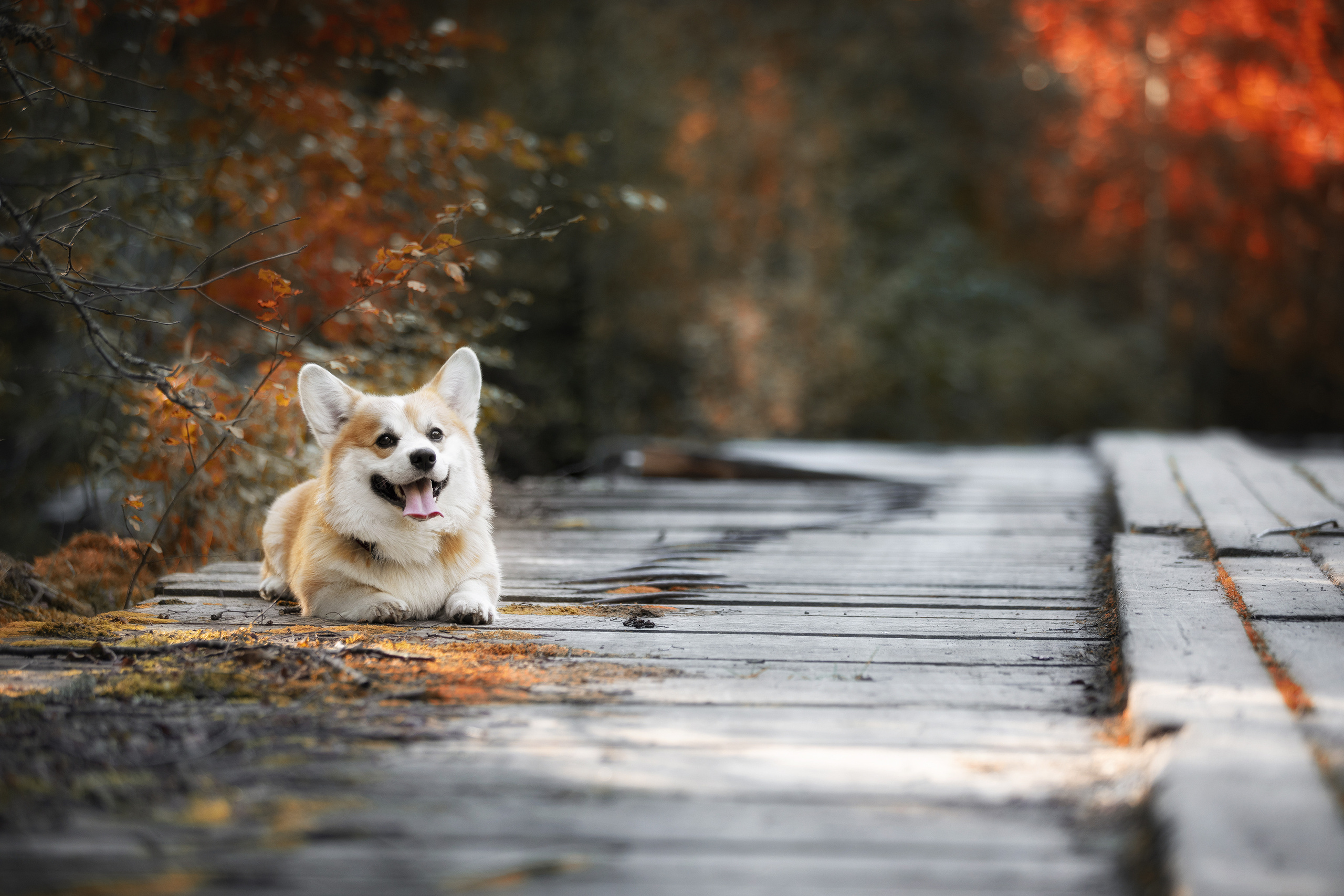 Фотограф Алена Звездина