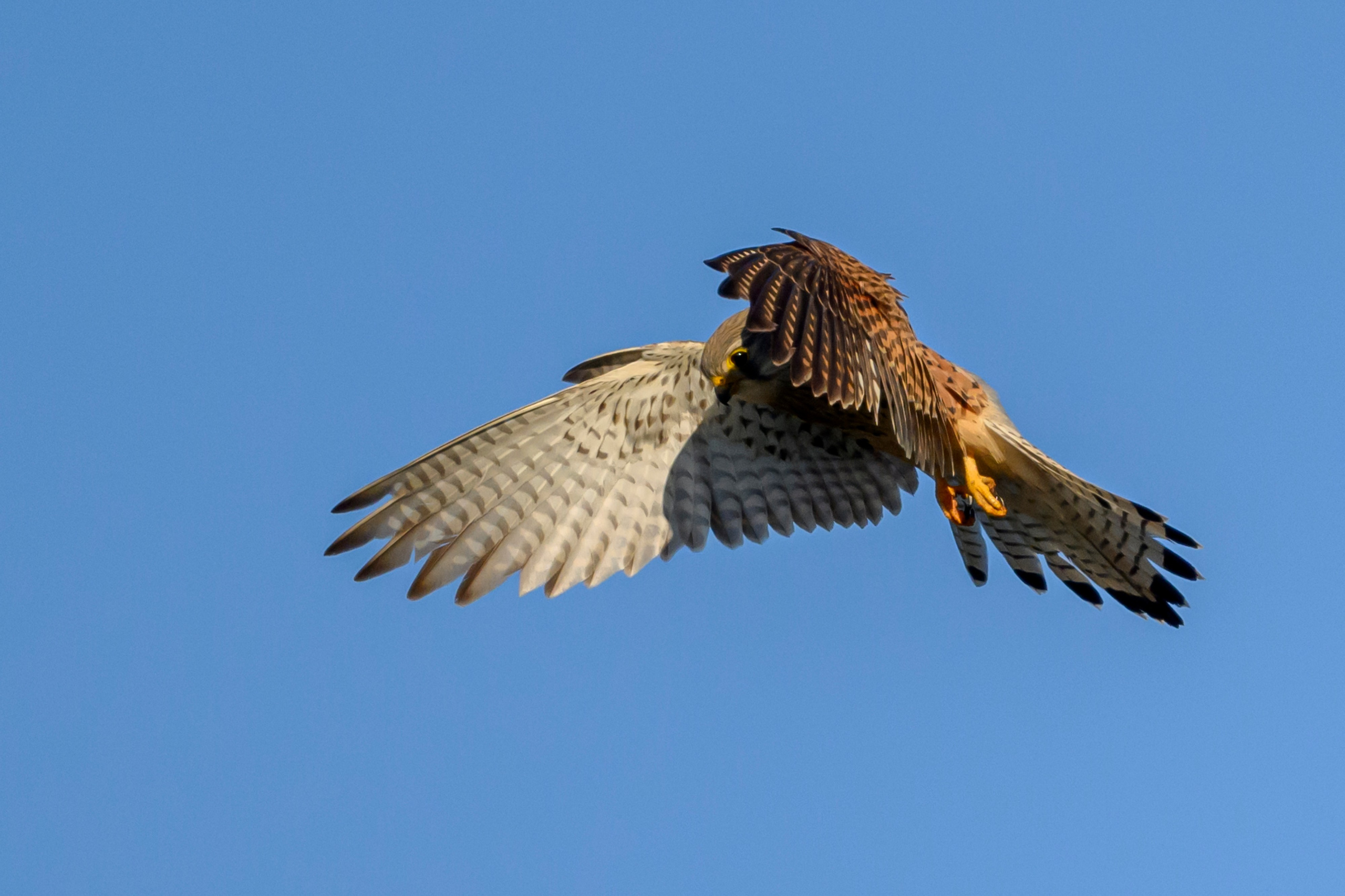 Пустельга, коршун, цапли. Wildlife photography by Sergey Puponin