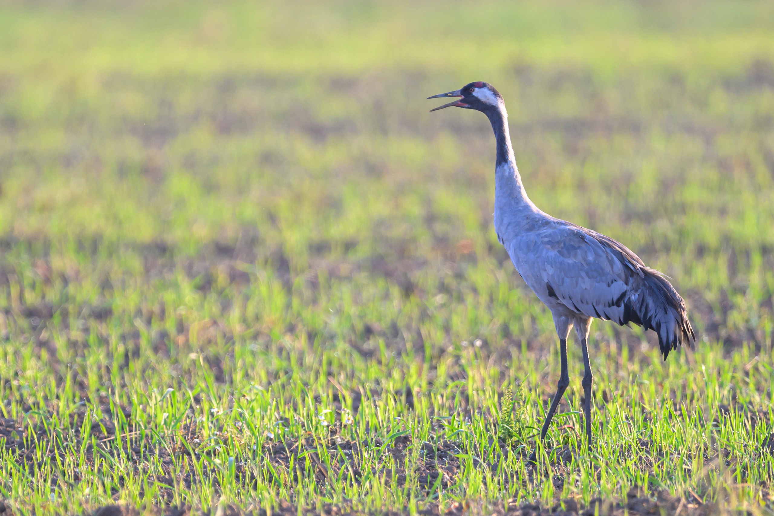 Стычка луня и осоеда, журавли. Wildlife photography by Sergey Puponin