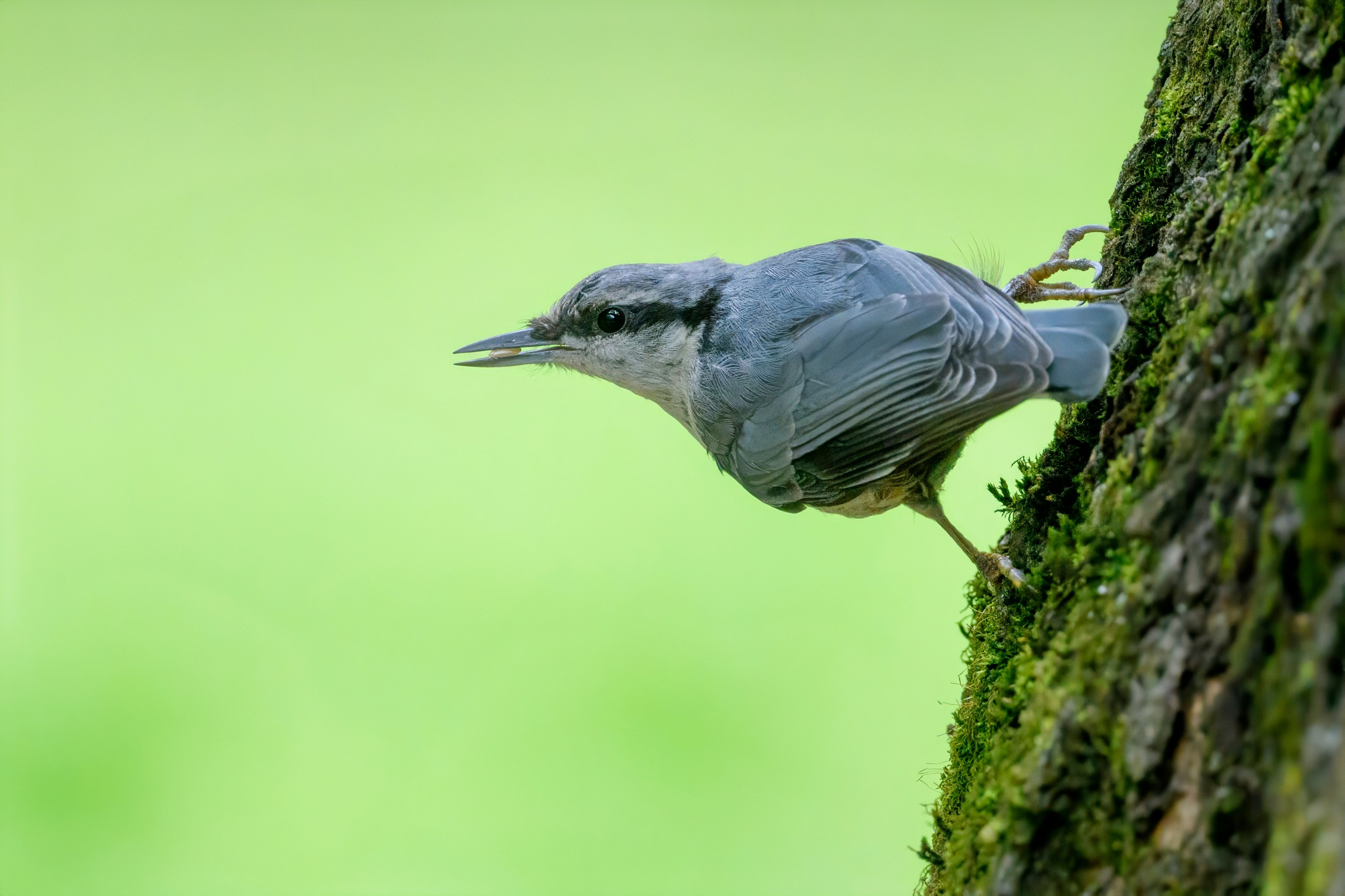 ГБС, Москва. Фотограф Сергей Пупонин