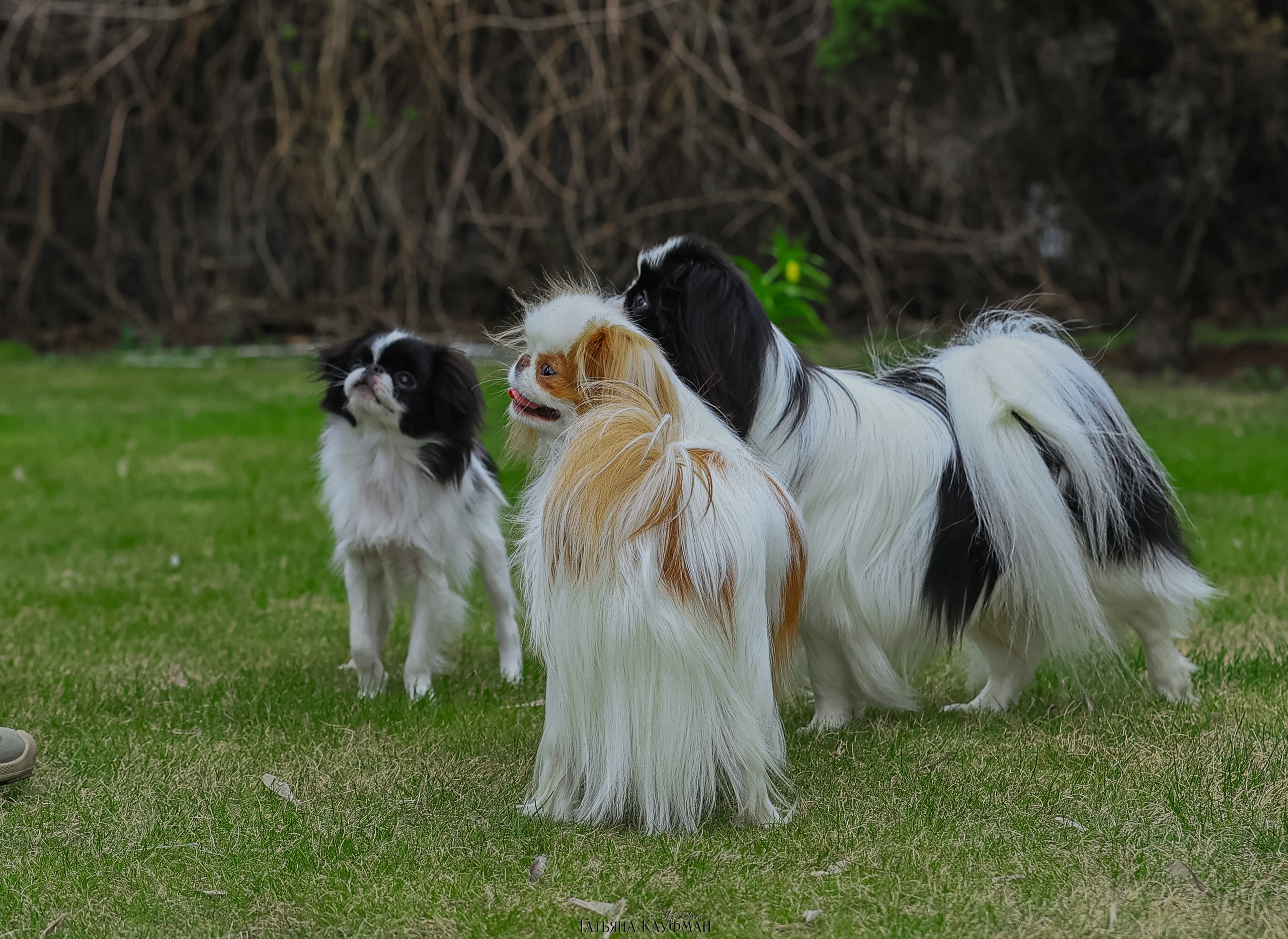 Японский хин, фотография японский хин, собака в цветах, красивая собака, фотограф анималист, фотокурс Анималистика, научиться фотографировать собак, фотограф Новосибирск
