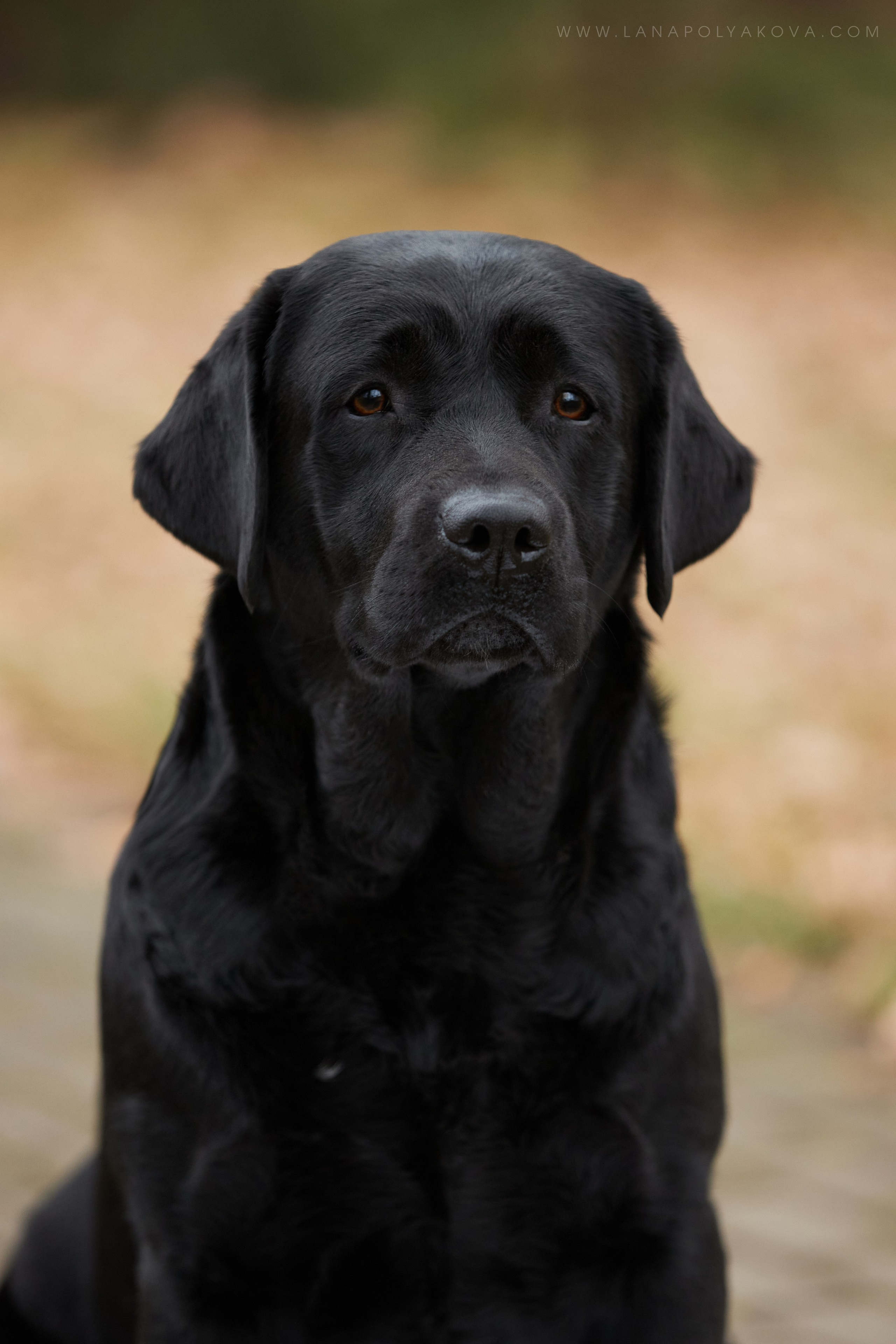 ВЫЕЗДНЫЕ ФОТОСЕССИИ СОБАК. ФОТОГРАФ-АНИМАЛИСТ l LANA POLYAKOVA