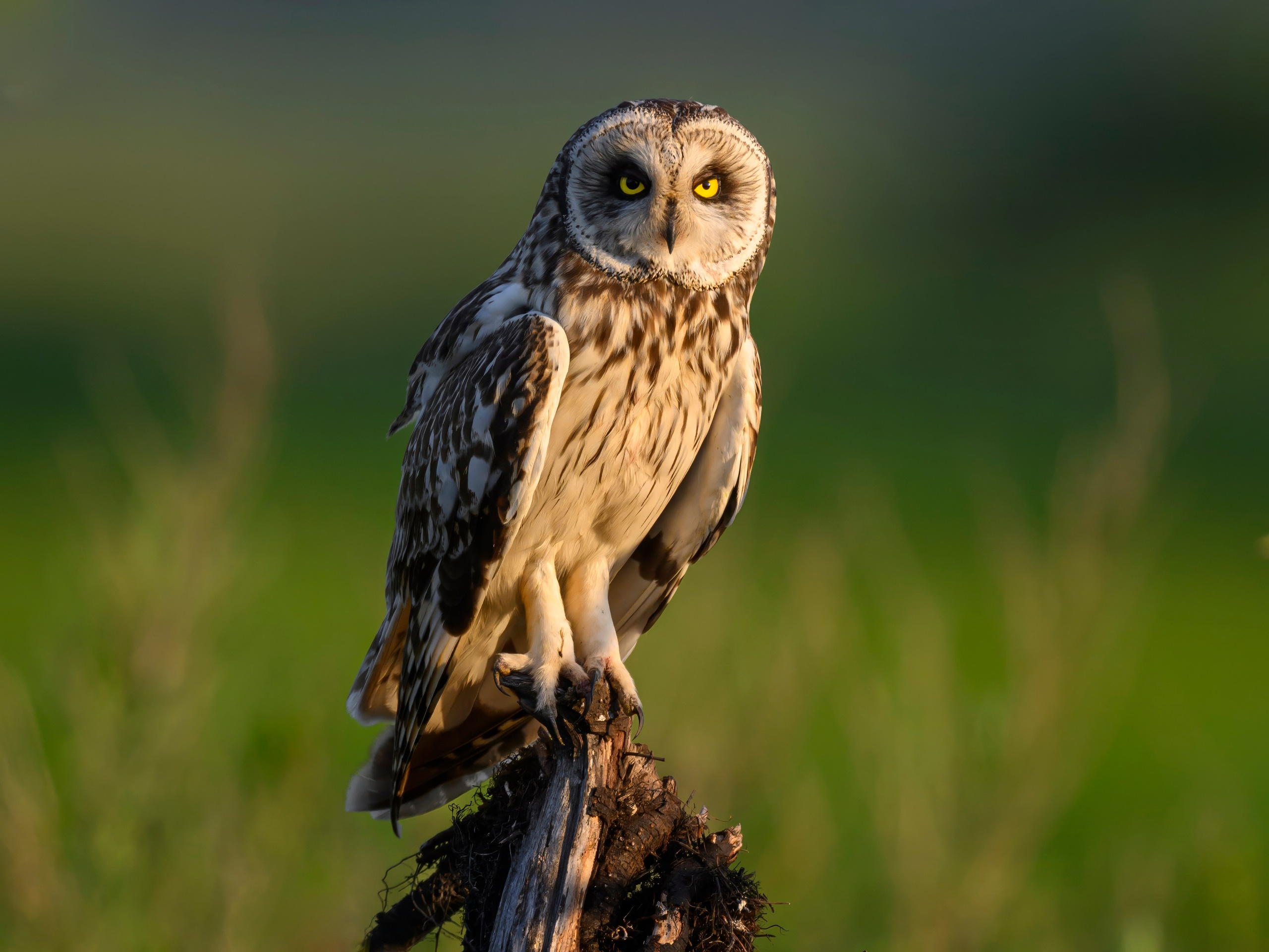 Совы и кулики. Фотограф Сергей Пупонин