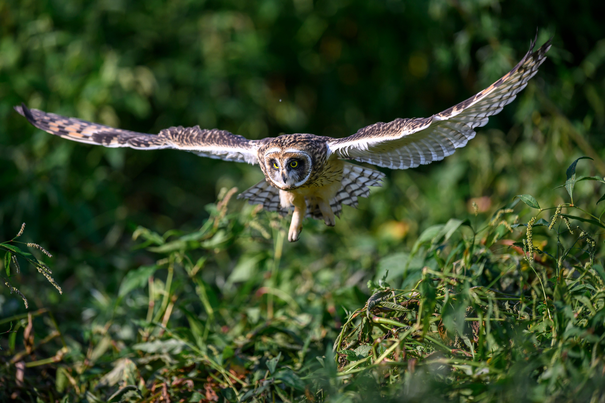 Утро с совятами. Morning with owlets. Wildlife photography by Sergey Puponin