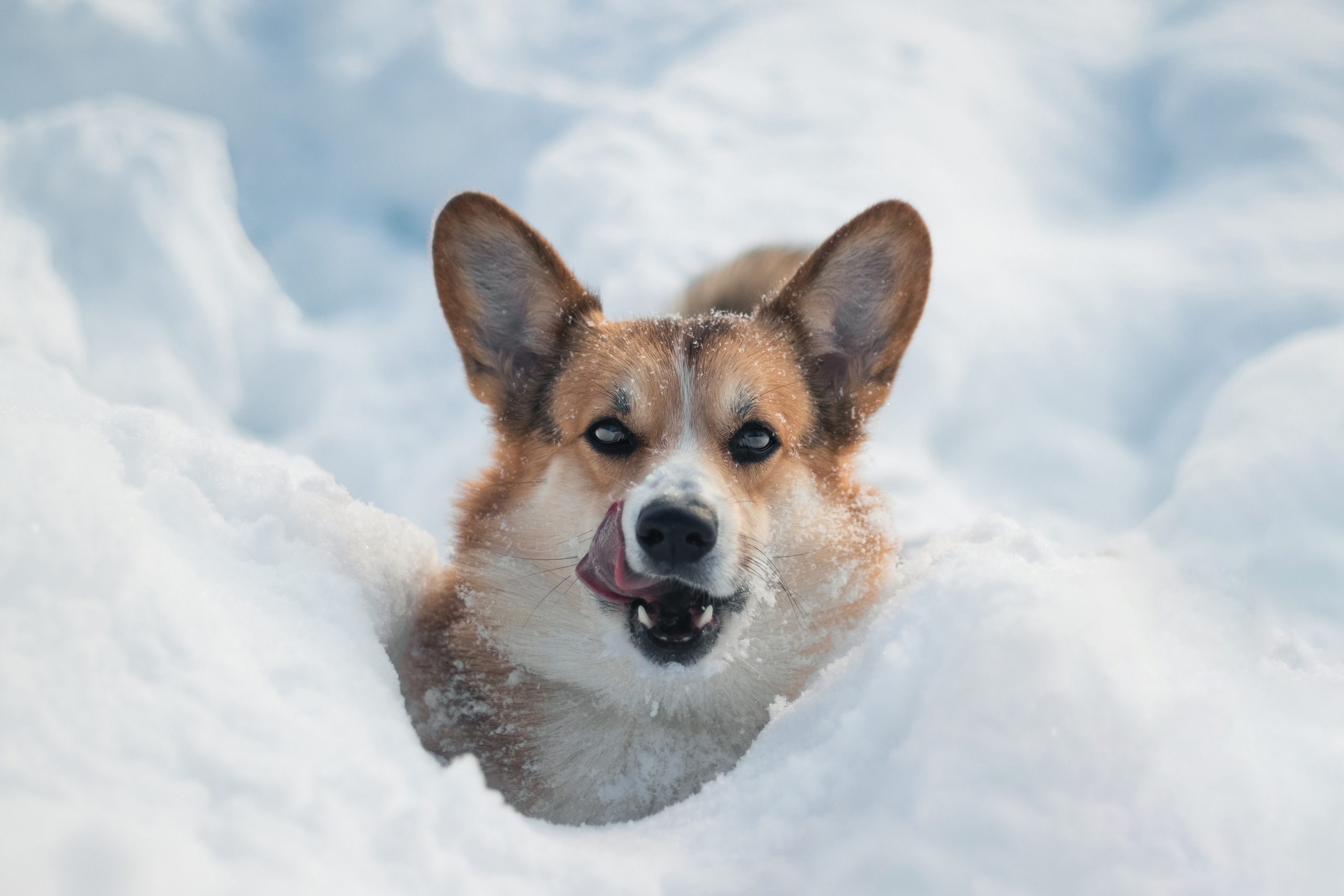 Фотограф-анималист Татьяна Митрошина, Москва
