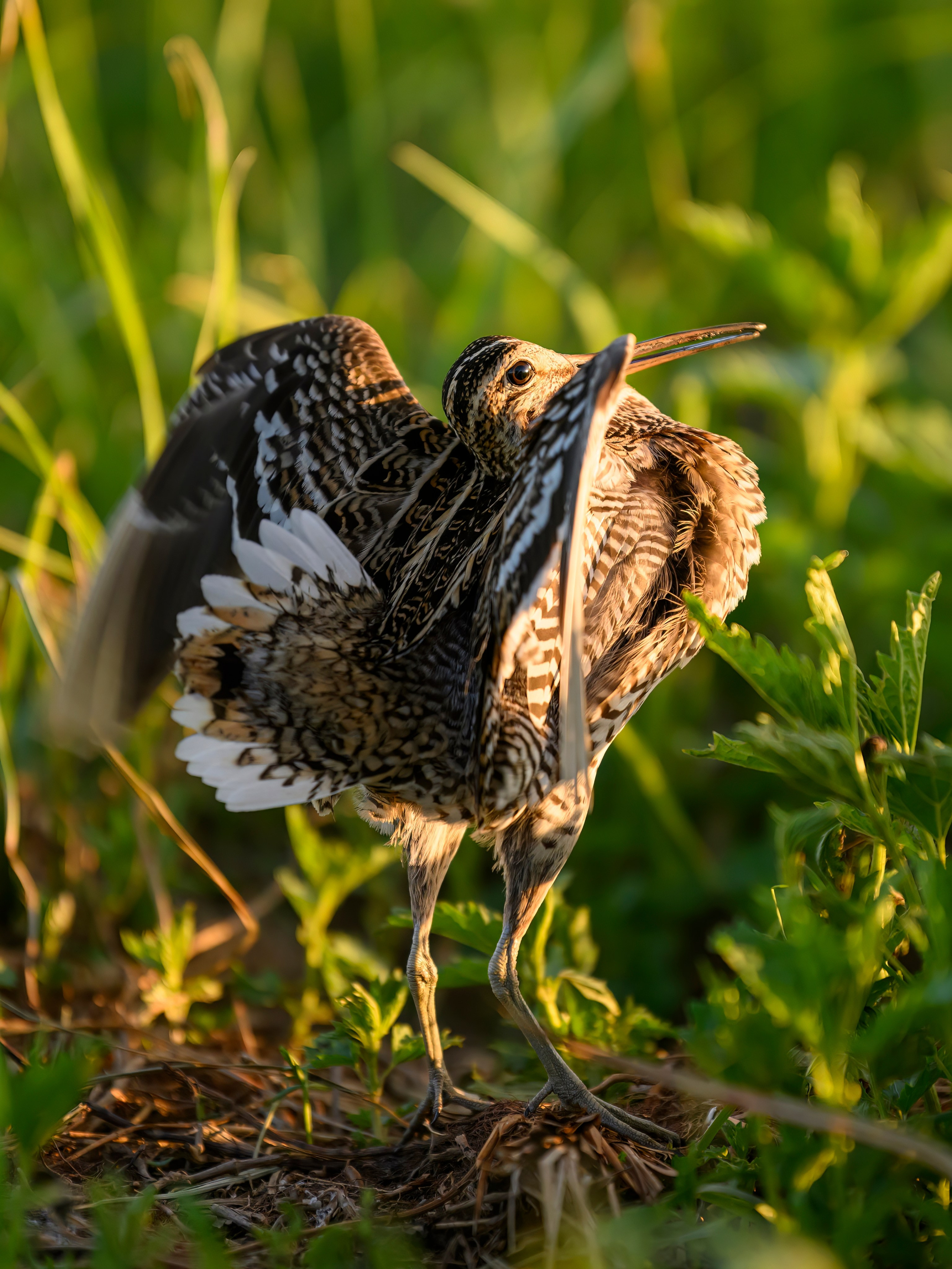 Дупелиный ток: настоящие гусары!. Фотограф Сергей Пупонин