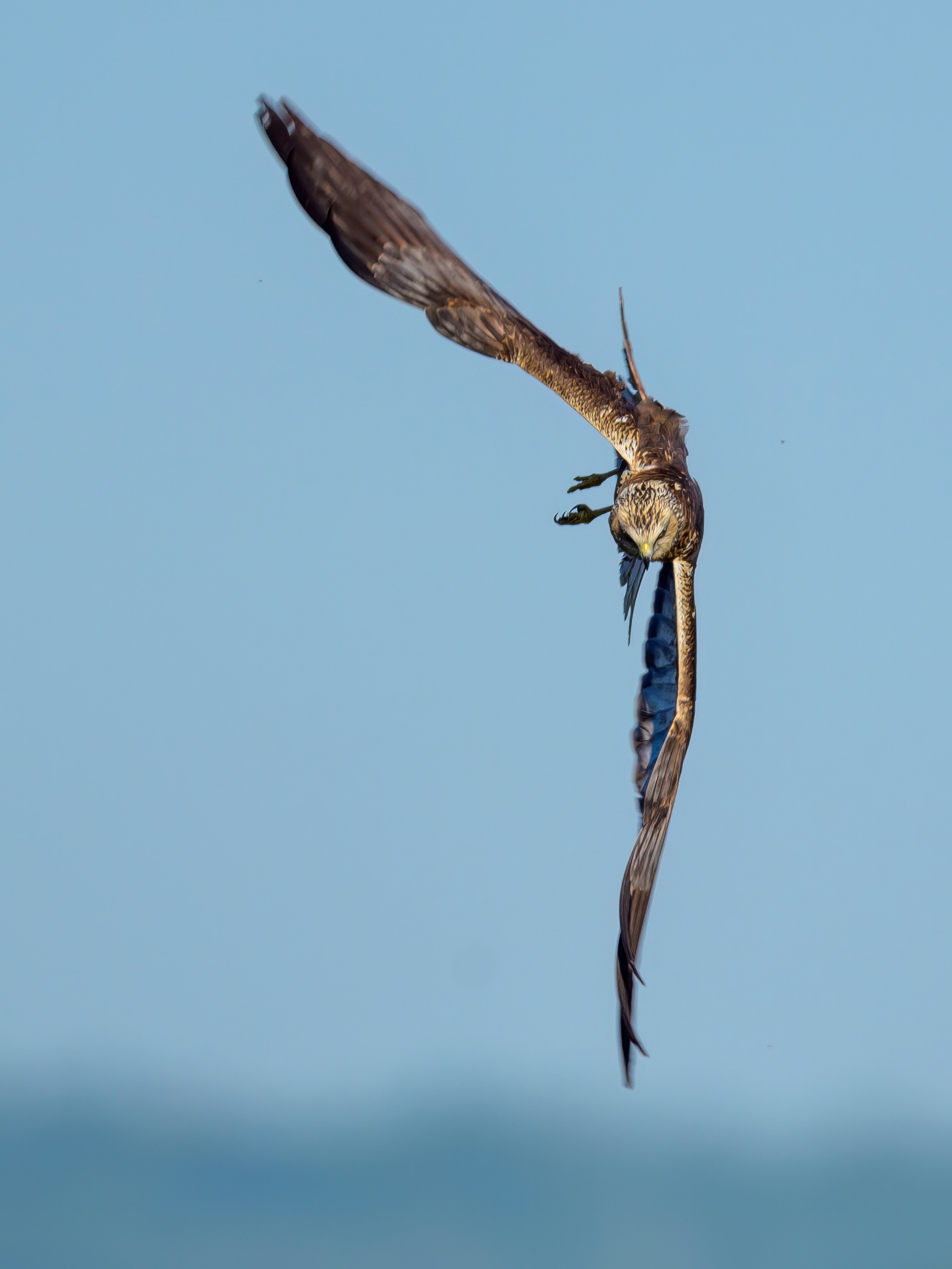 Лебеди, совы и лунь. Wildlife photography by Sergey Puponin
