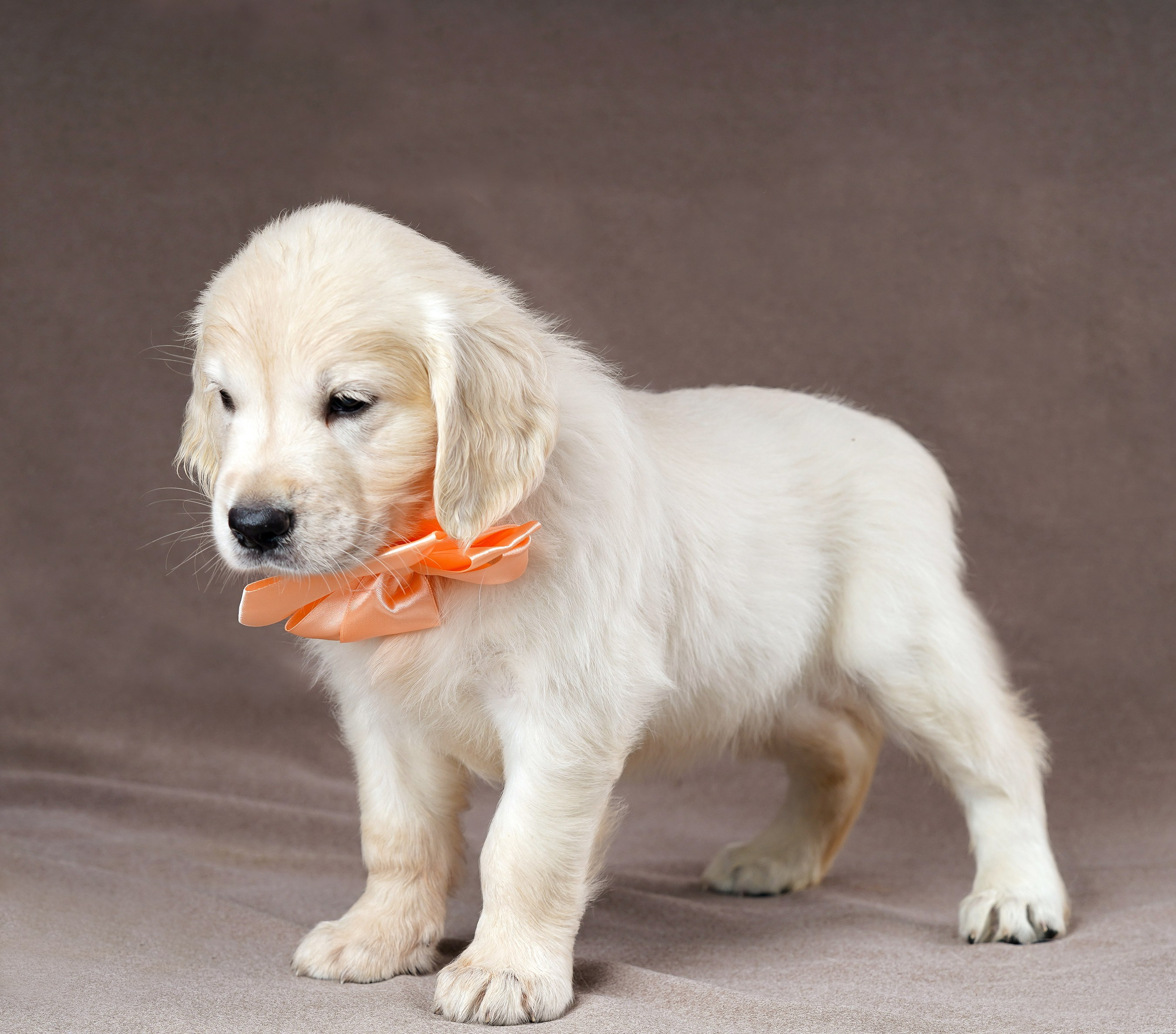 съемка собак, съемка щенков , съемка собак для авито, съемка щенков для авито, грумминг, фотограф животных. фотограф собак,съемка собак Нижний Новгород, съемка собак Бор,