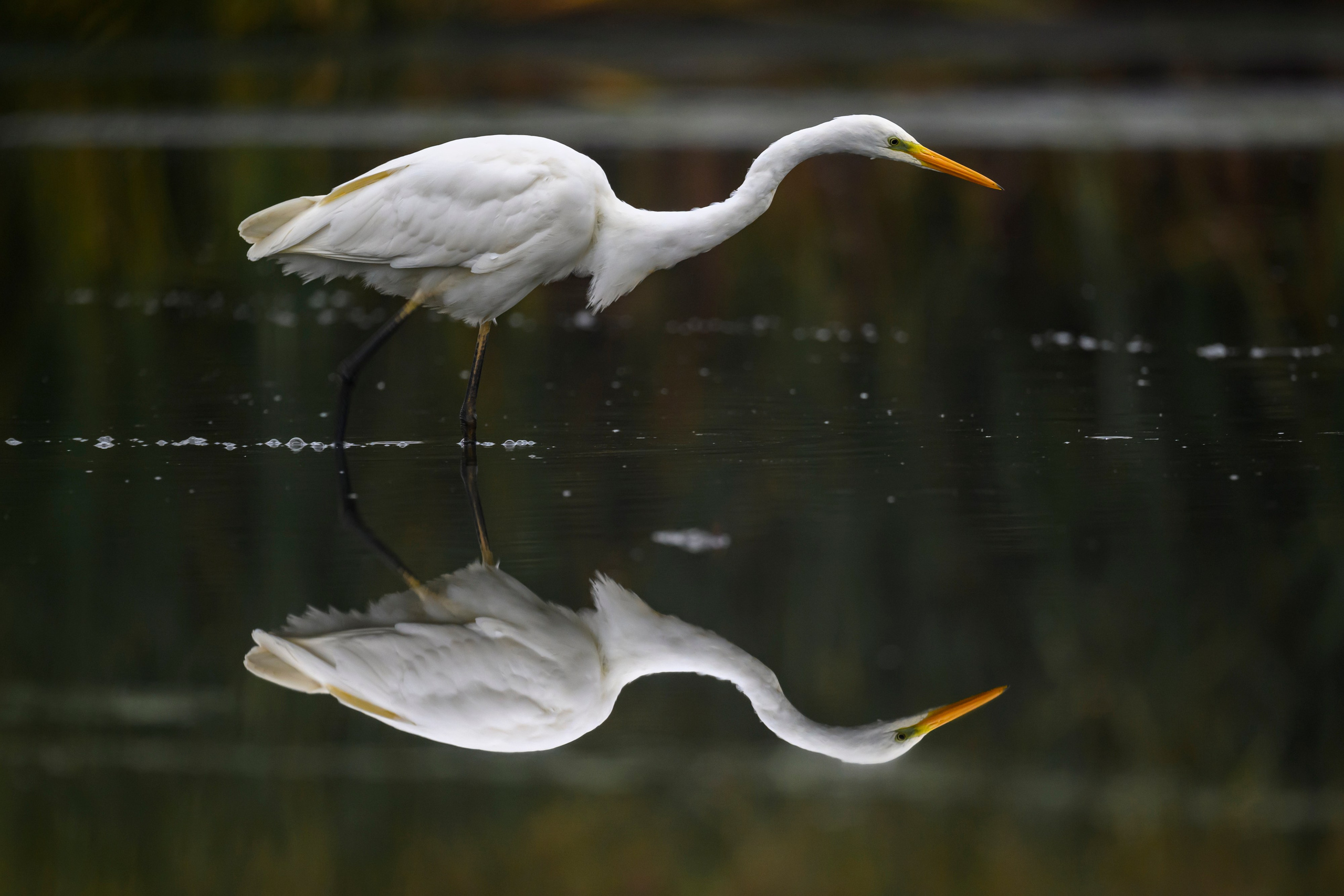 Цапли VIII. Фотограф Сергей Пупонин