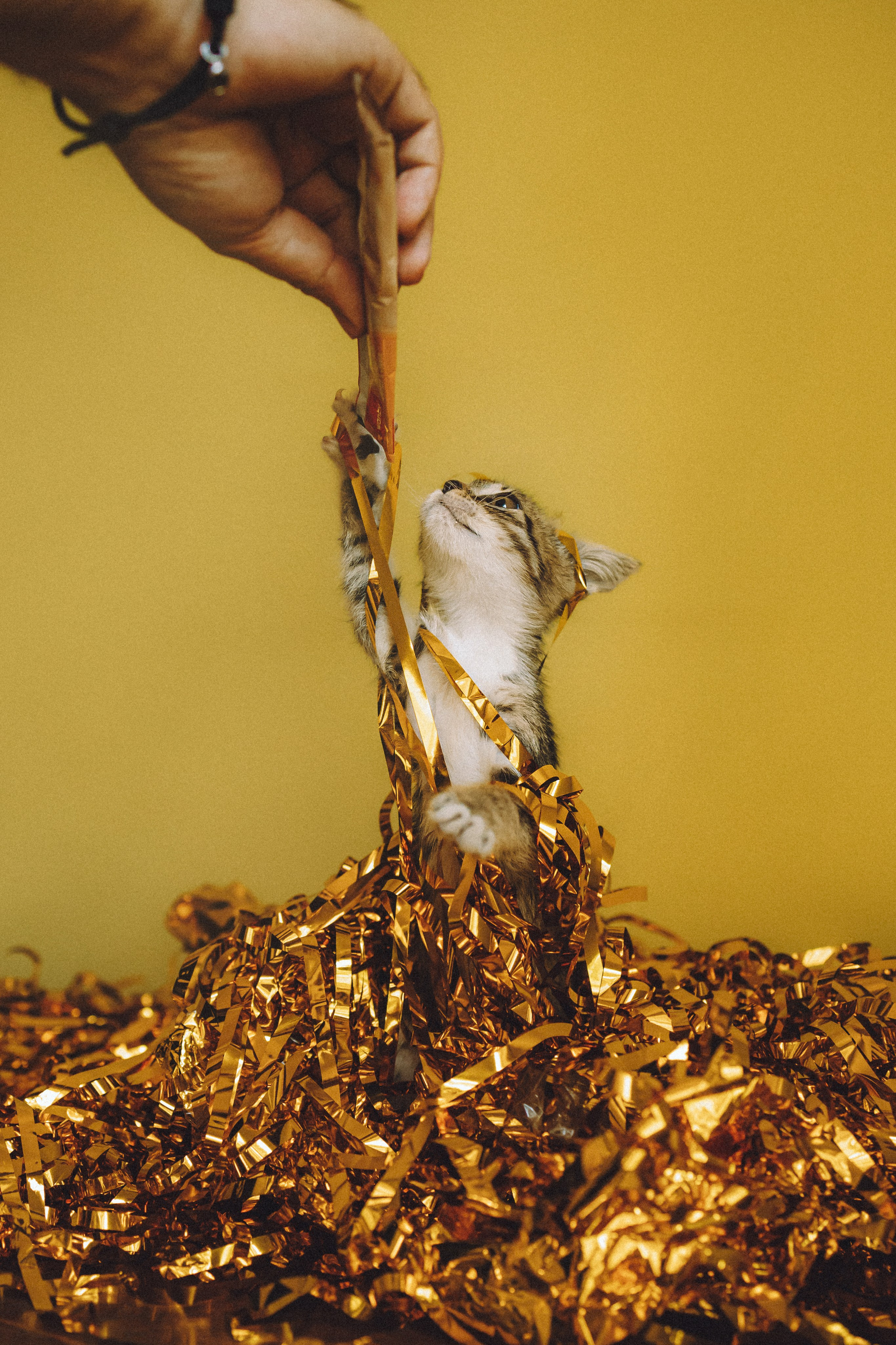 Более 30 идей для фотосессии с котенком