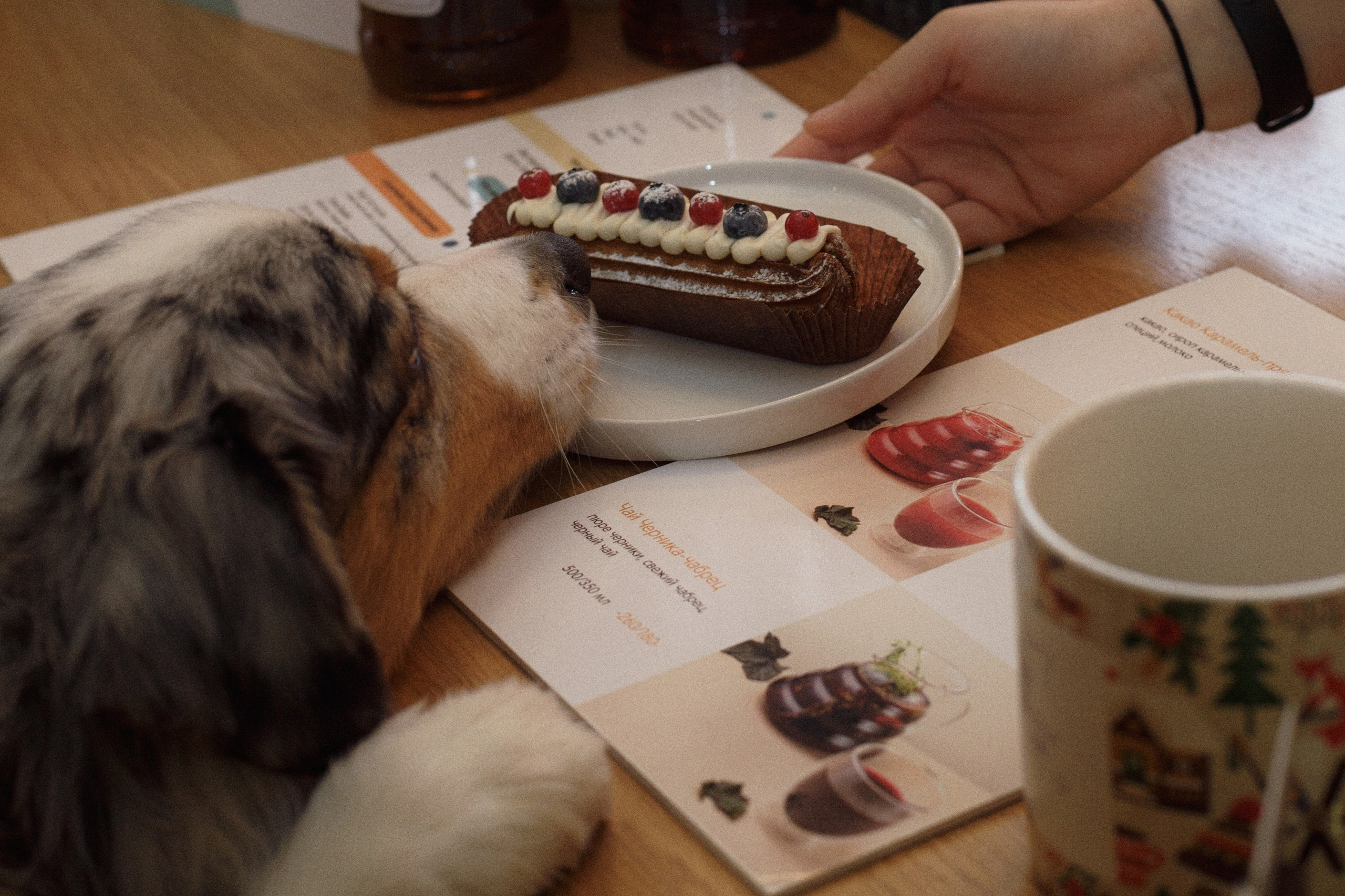 Однажды в кондитерской. Фотограф-анималист в Калуге Мария Шерскова