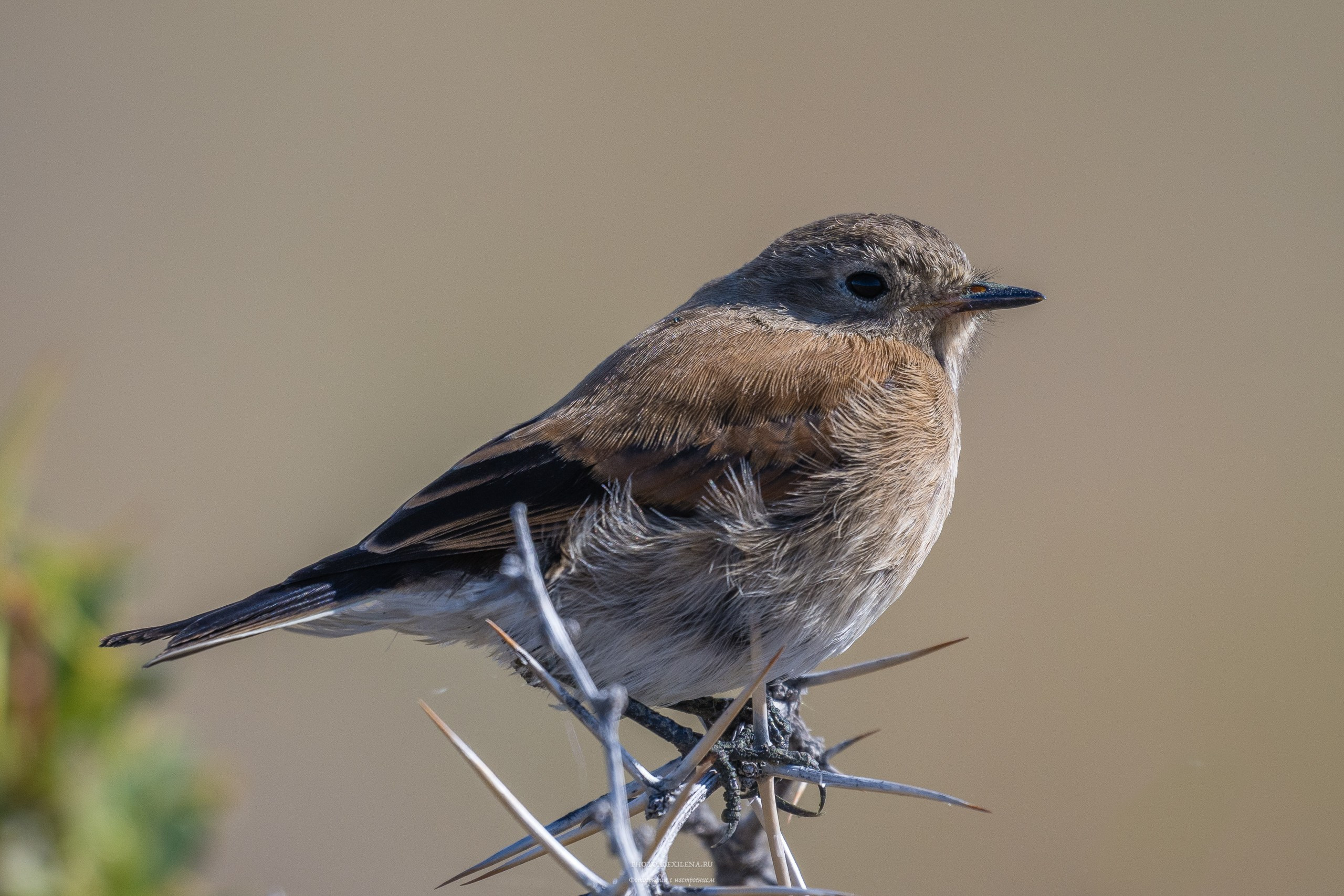 Ледник Перито-Морено, Лагуна Нимез и озеро Архентино. Авторские стильные фотокартины
