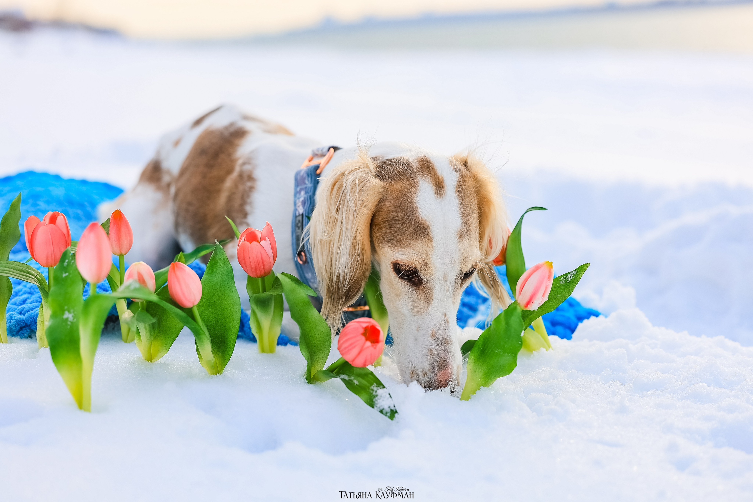 Салюки Флай и Лира. Фотограф Анималист из Новосибирска Татьяна Кауфман