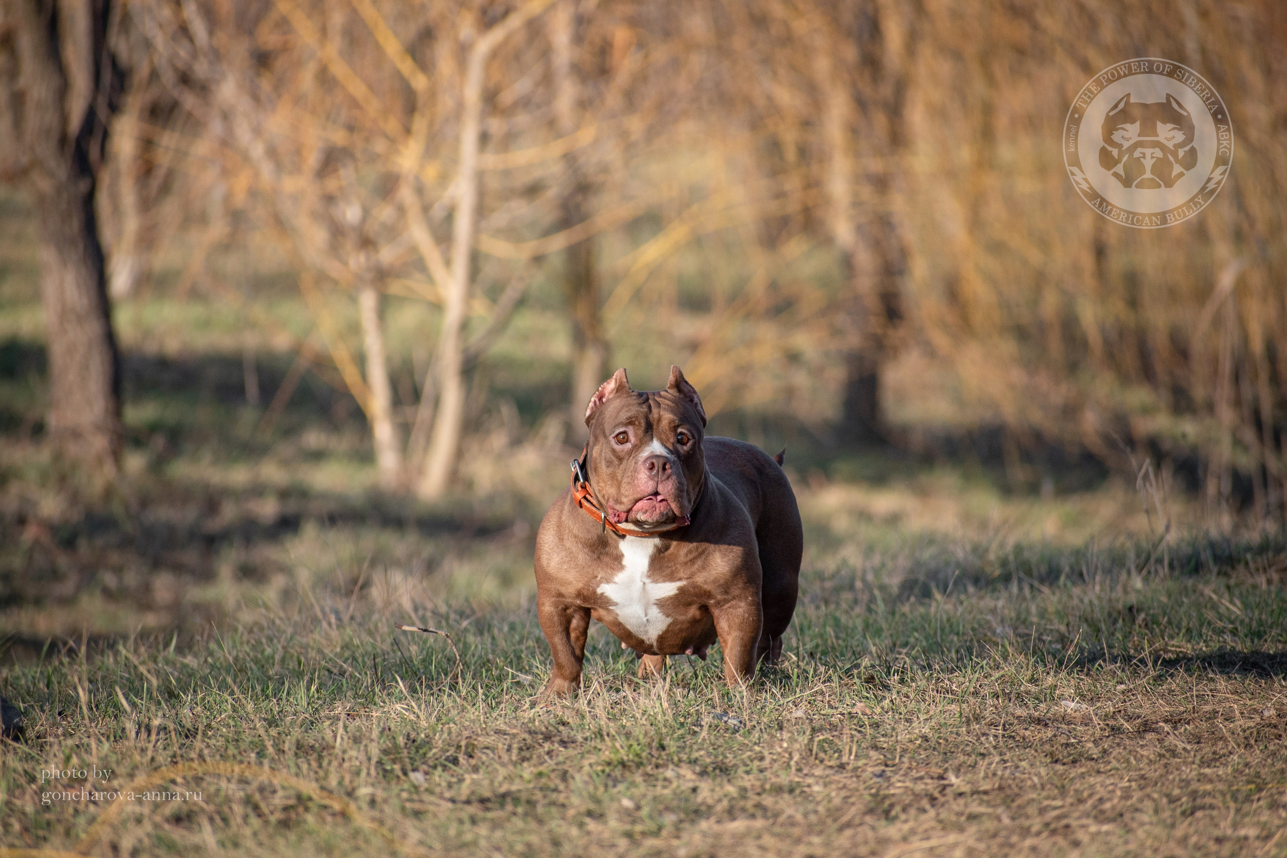 топовые булли в питомнике