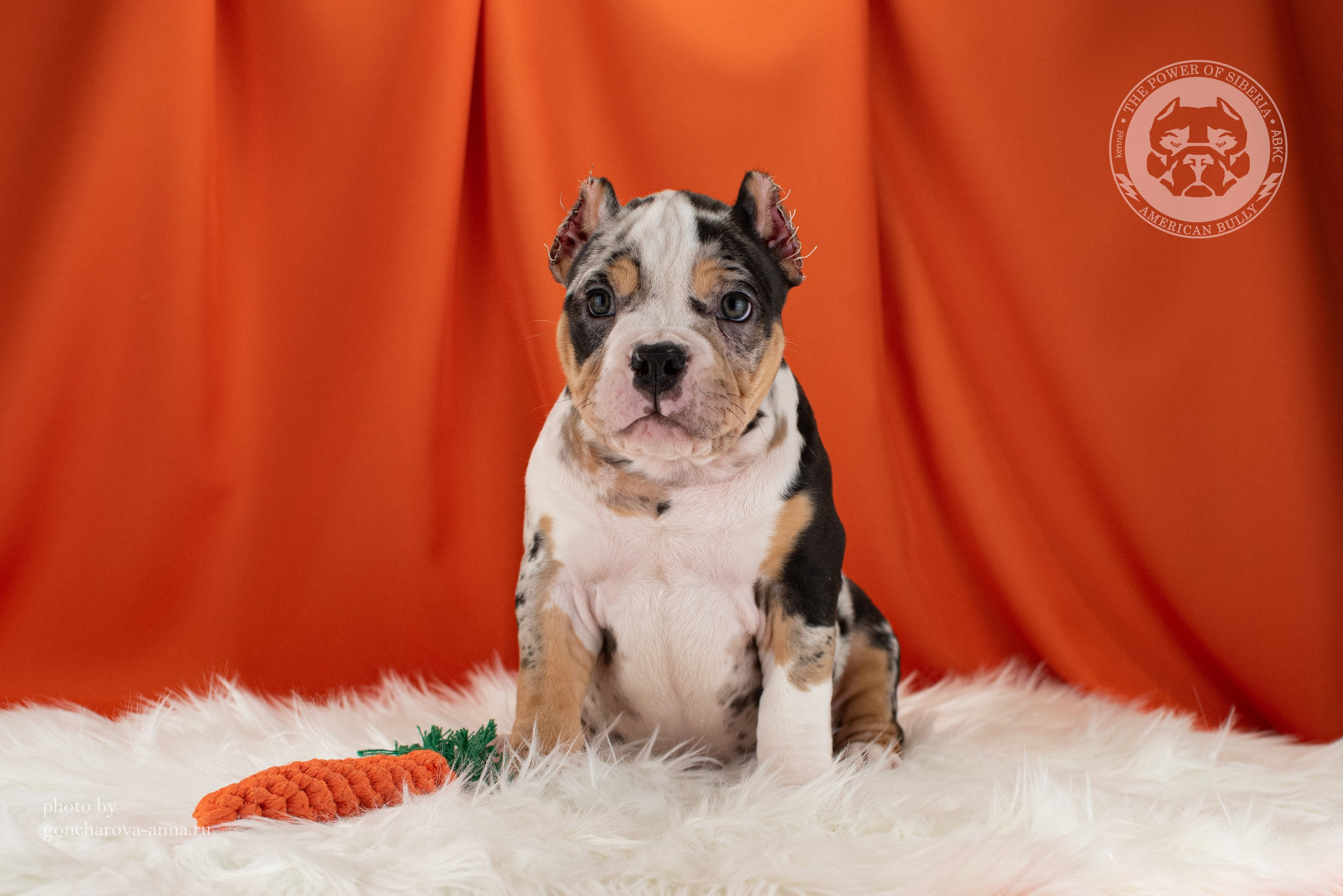 кобель на вязку American Bully в Иркутске