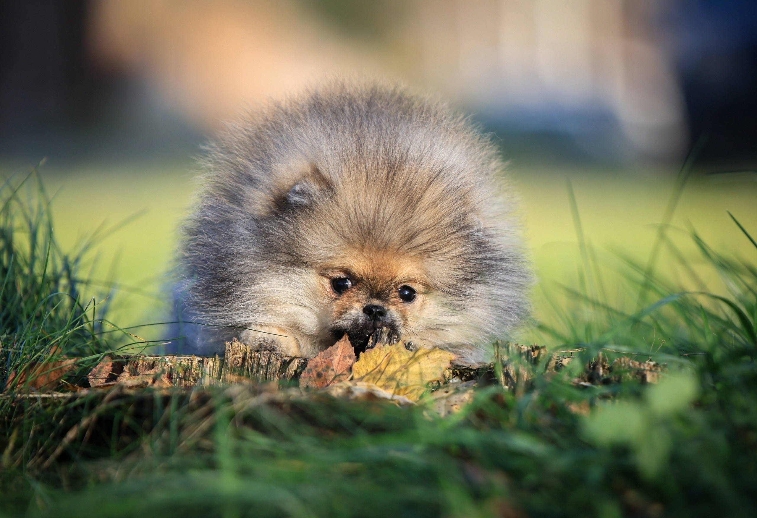 Шпицы. Купить щенка Вельш-корги-кардиган в семейном питомнике — Ice Fantasy