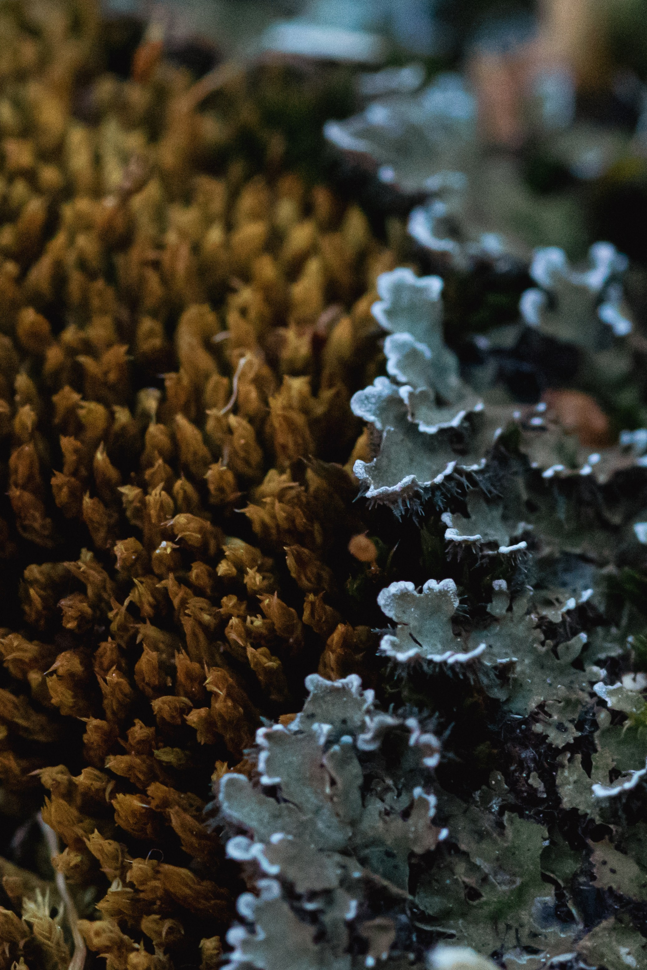 Подберу кадр под ваш интерьер и настроение. Фотограф Кирилл Мешков Кемерово