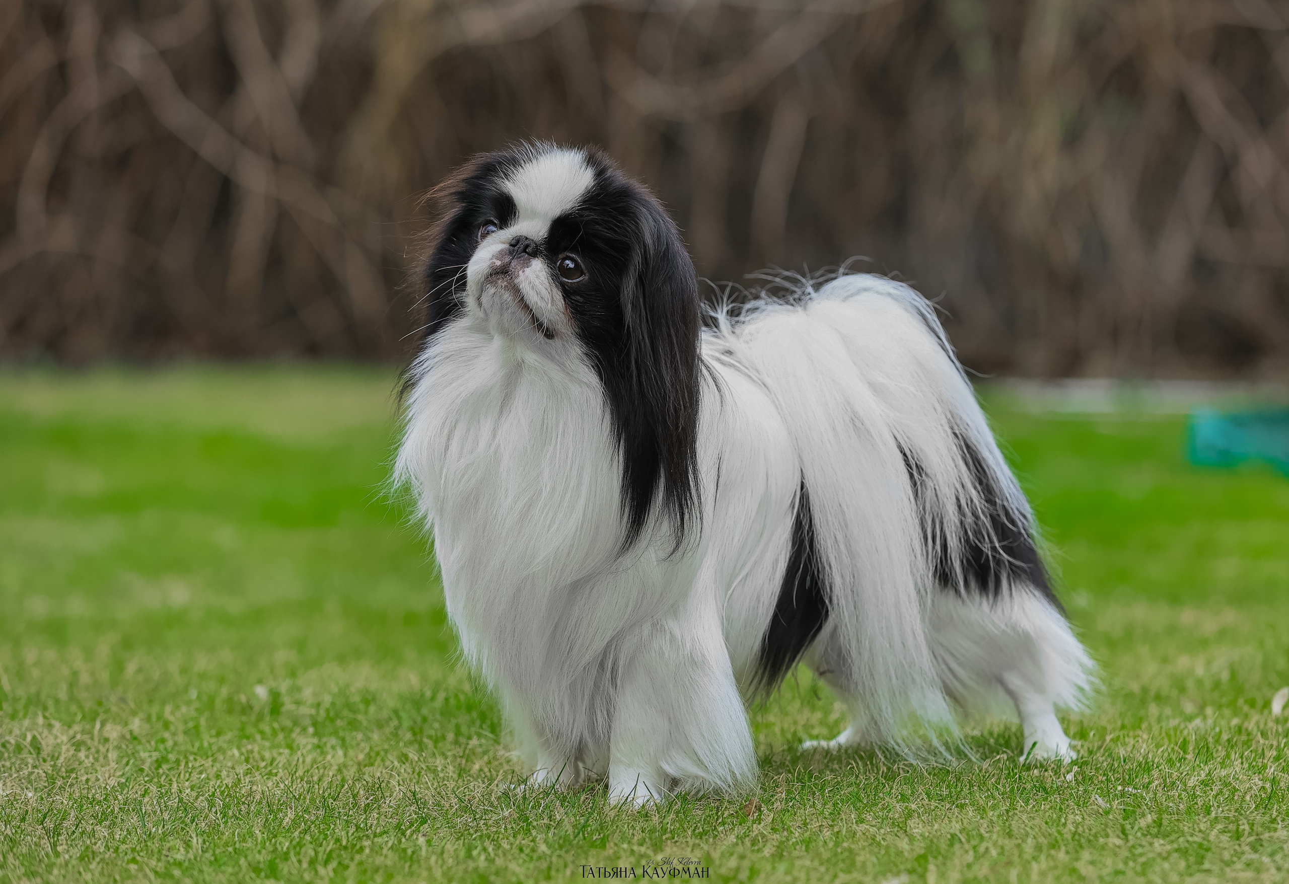 Японский хин, фотография японский хин, собака в цветах, красивая собака, фотограф анималист, фотокурс Анималистика, научиться фотографировать собак, фотограф Новосибирск