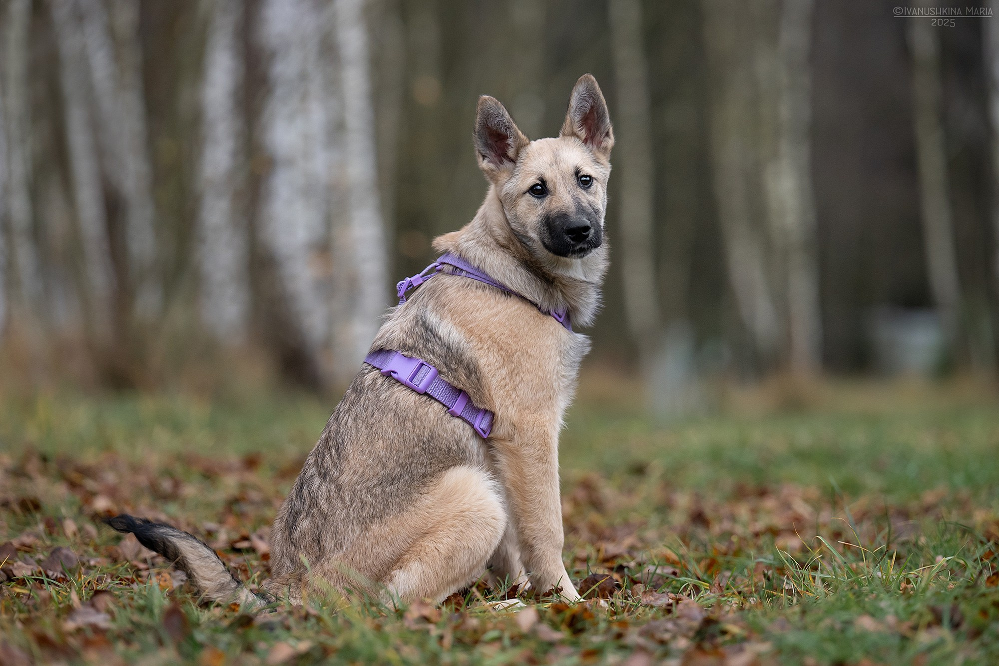Пиарные фотосессии собак на пристройство. Фотограф собак в Москве и Московской области Иванушкина Мария
