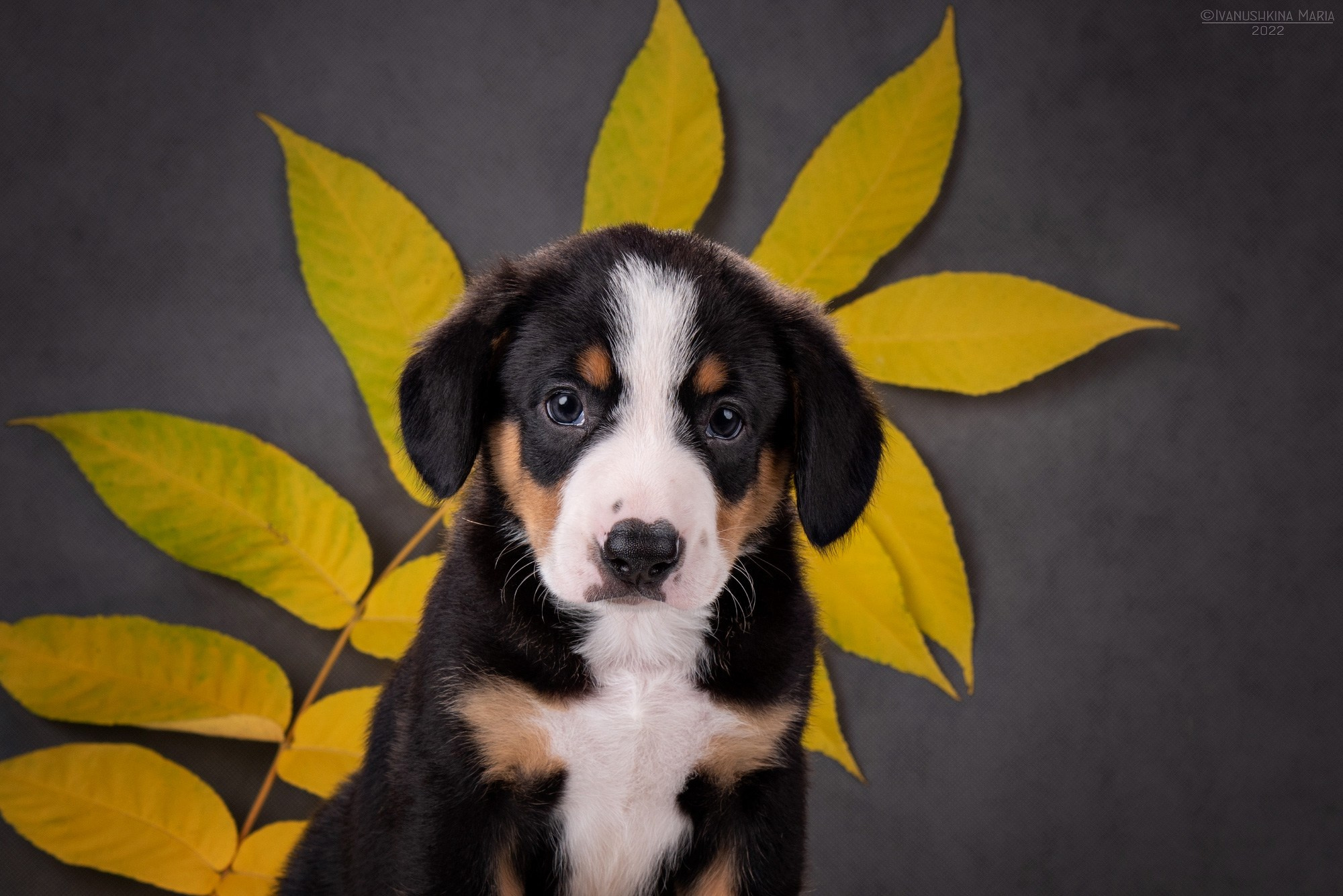 Фотосессия щенков на фонах. Фотограф собак в Москве и Московской области Иванушкина Мария