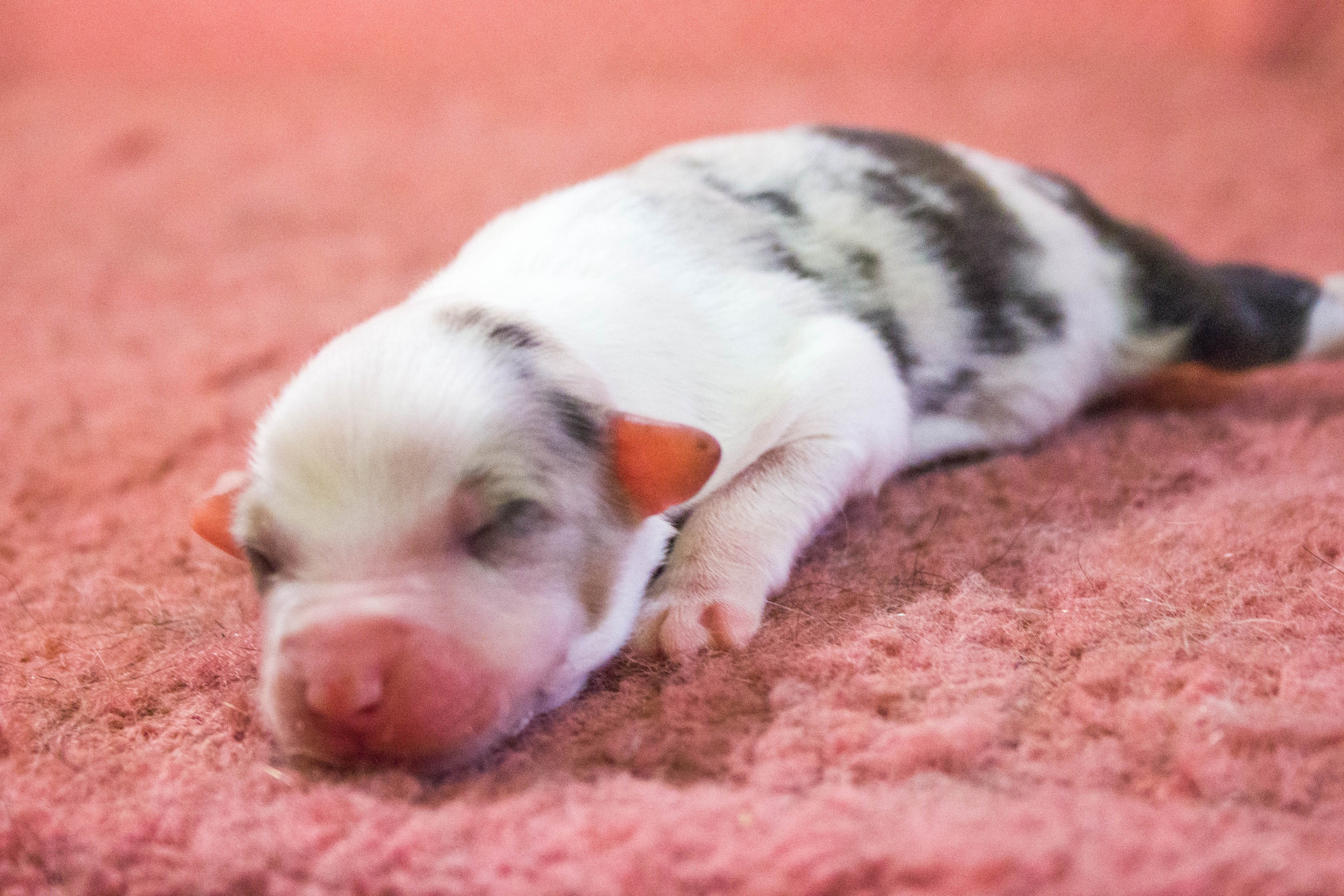 Кайса. BLGKV питомник собак