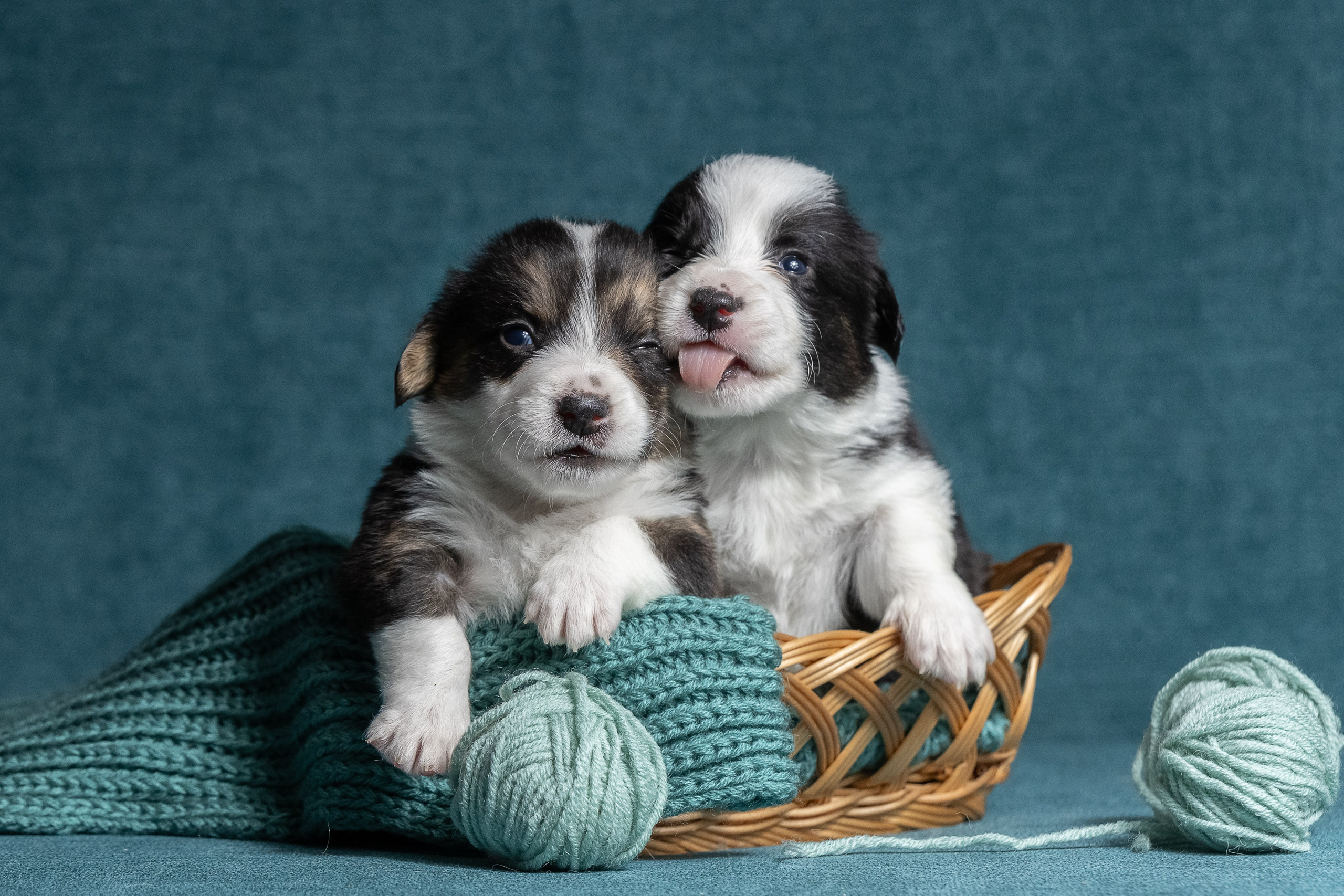 Купить щенка вельш корги кардиган из питомника Ice Fantasy. Купить щенка Вельш-корги-кардиган в семейном питомнике — Ice Fantasy