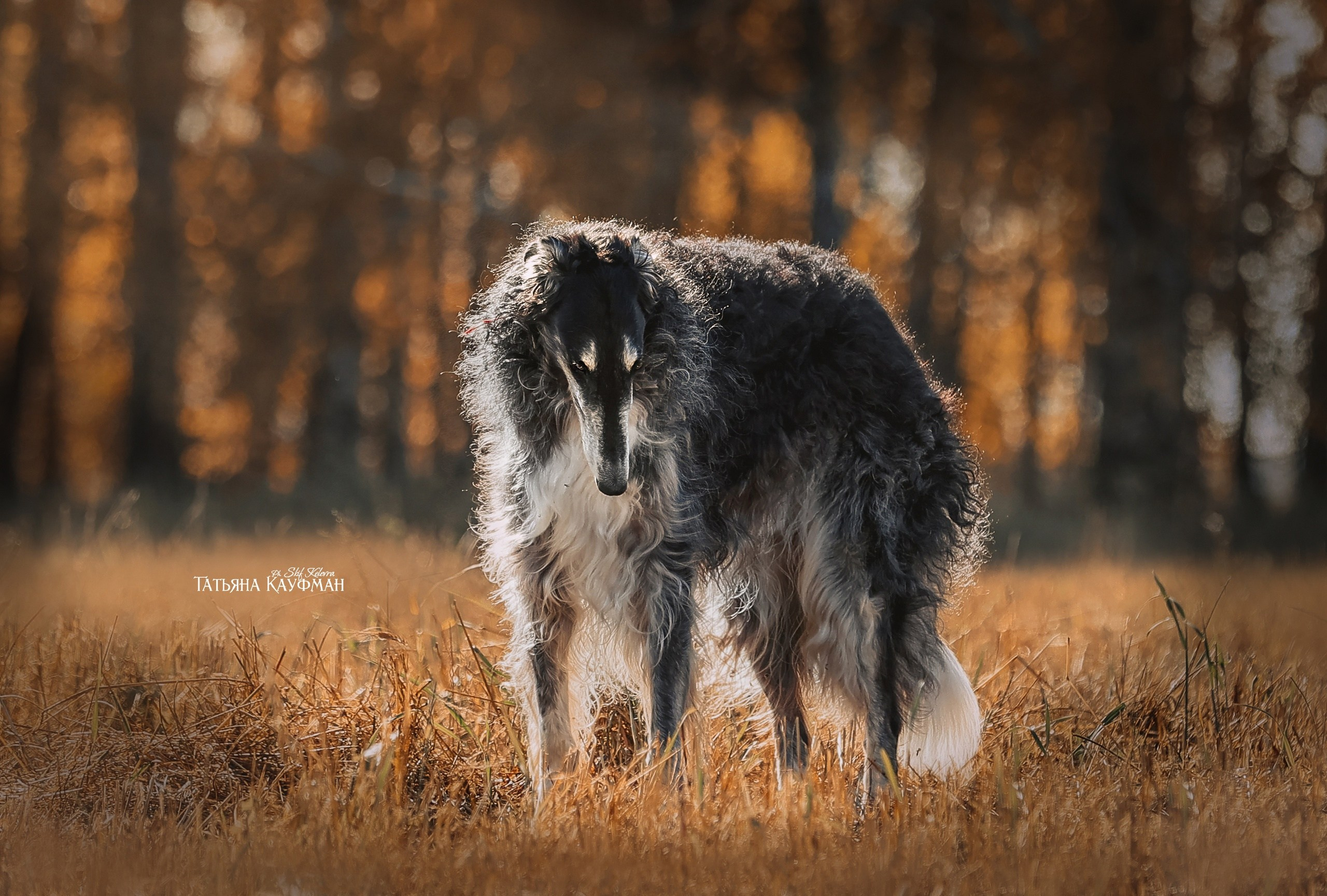 Фотограф Анималист из Новосибирска Татьяна Кауфман