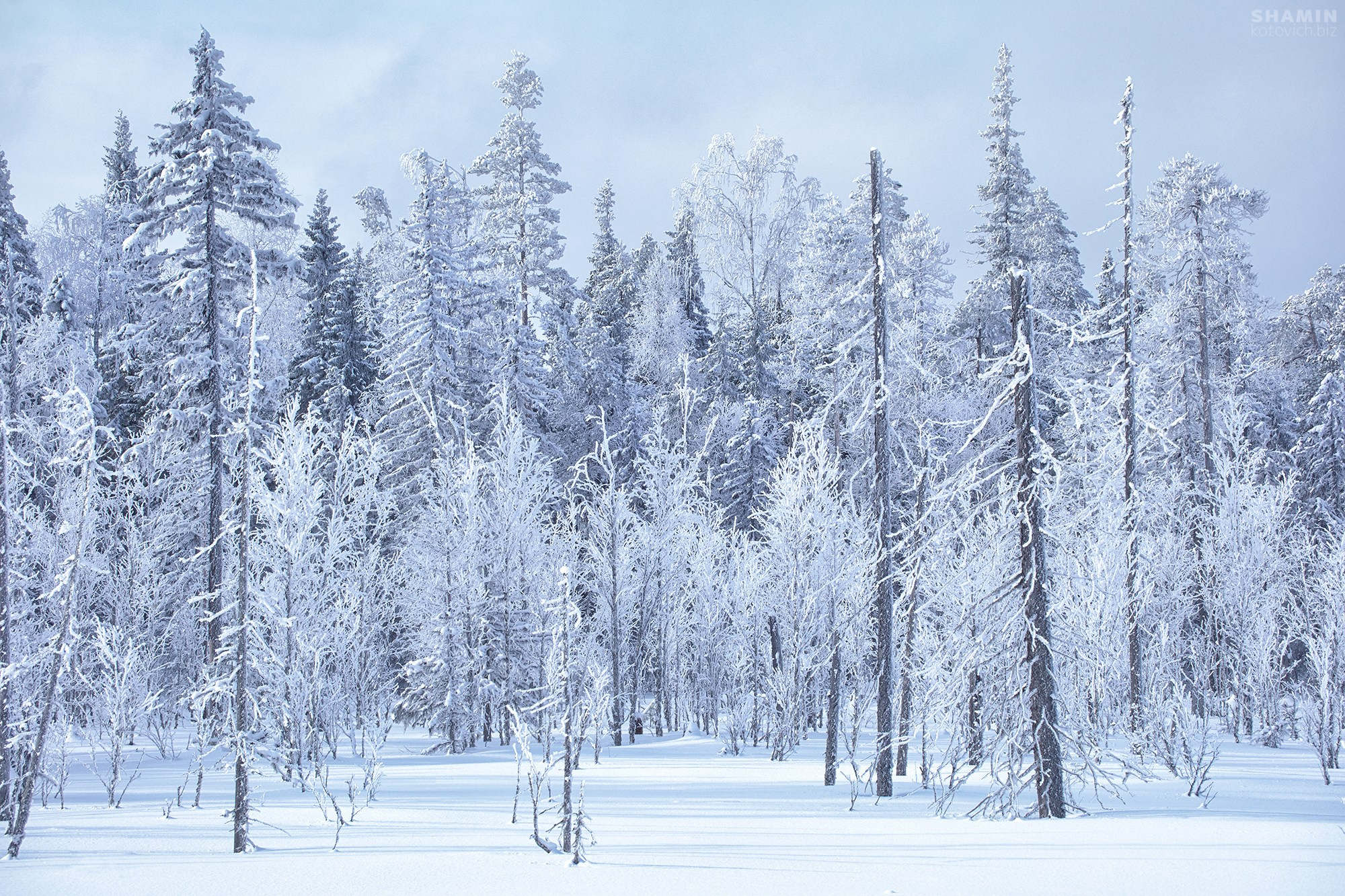 Пейзажи Кольского полуострова — северное сияние, тундра, Баренцево море и горы Хибины. Фотографии дикой природы и северного света на Кольском полуострове. Фотограф Константин Шамин