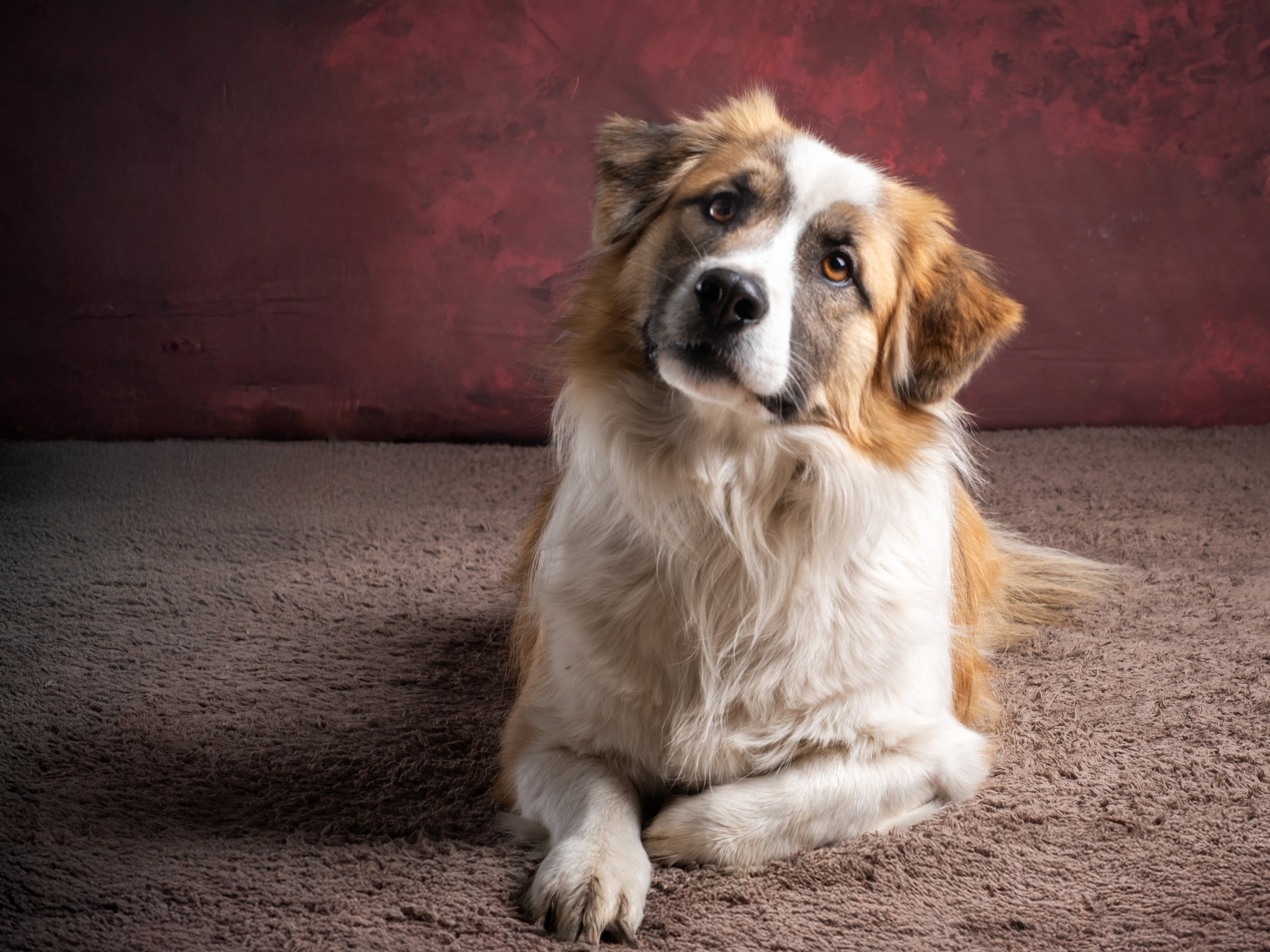 Съемки для пристройства!. Зоофотограф, фотограф животных в Москве и области Дина Дамоцева