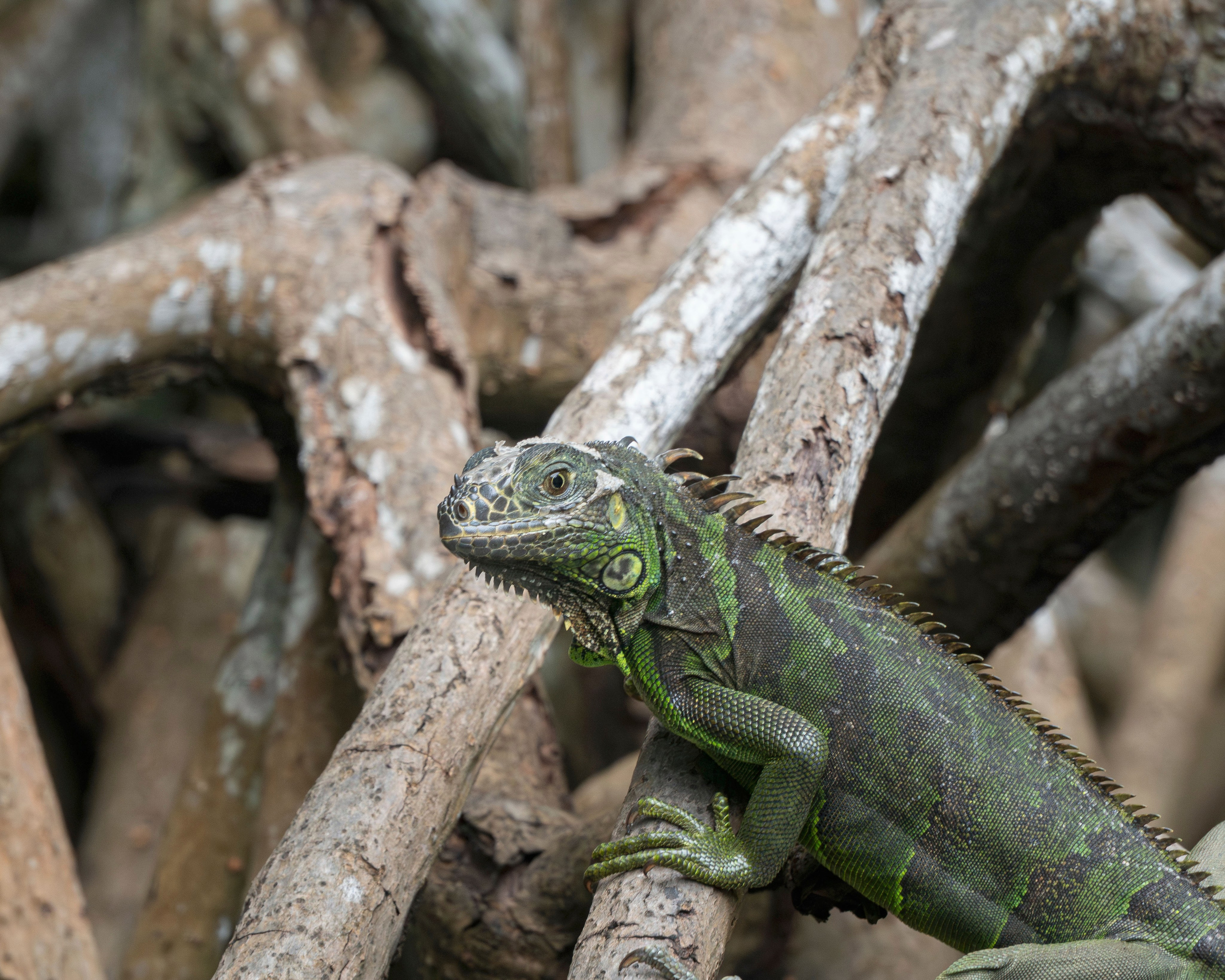 Crocos’ Paradise. CDMX Photography | Alex Klenin| Portrait & Event Photographer