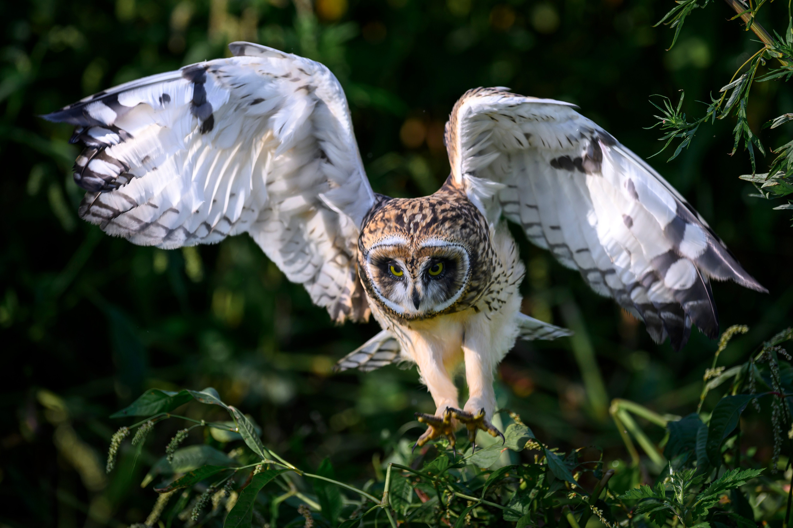 Утро с совятами. Morning with owlets. Wildlife photography by Sergey Puponin