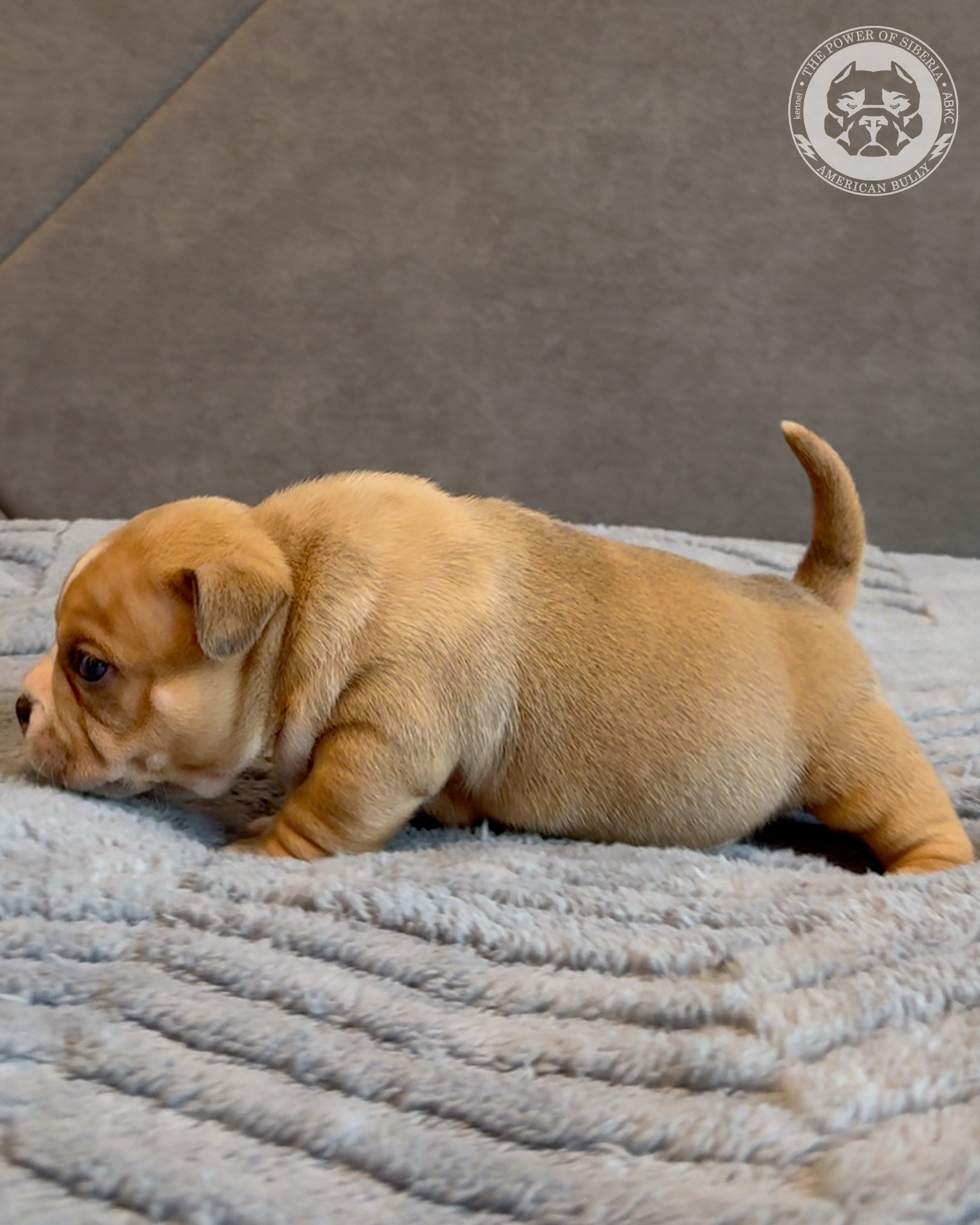 15.03.26-Баффи-Зевс. Американский Булли в г. Ростов-на-Дону. Питомник THE POWER OF SIBERIA