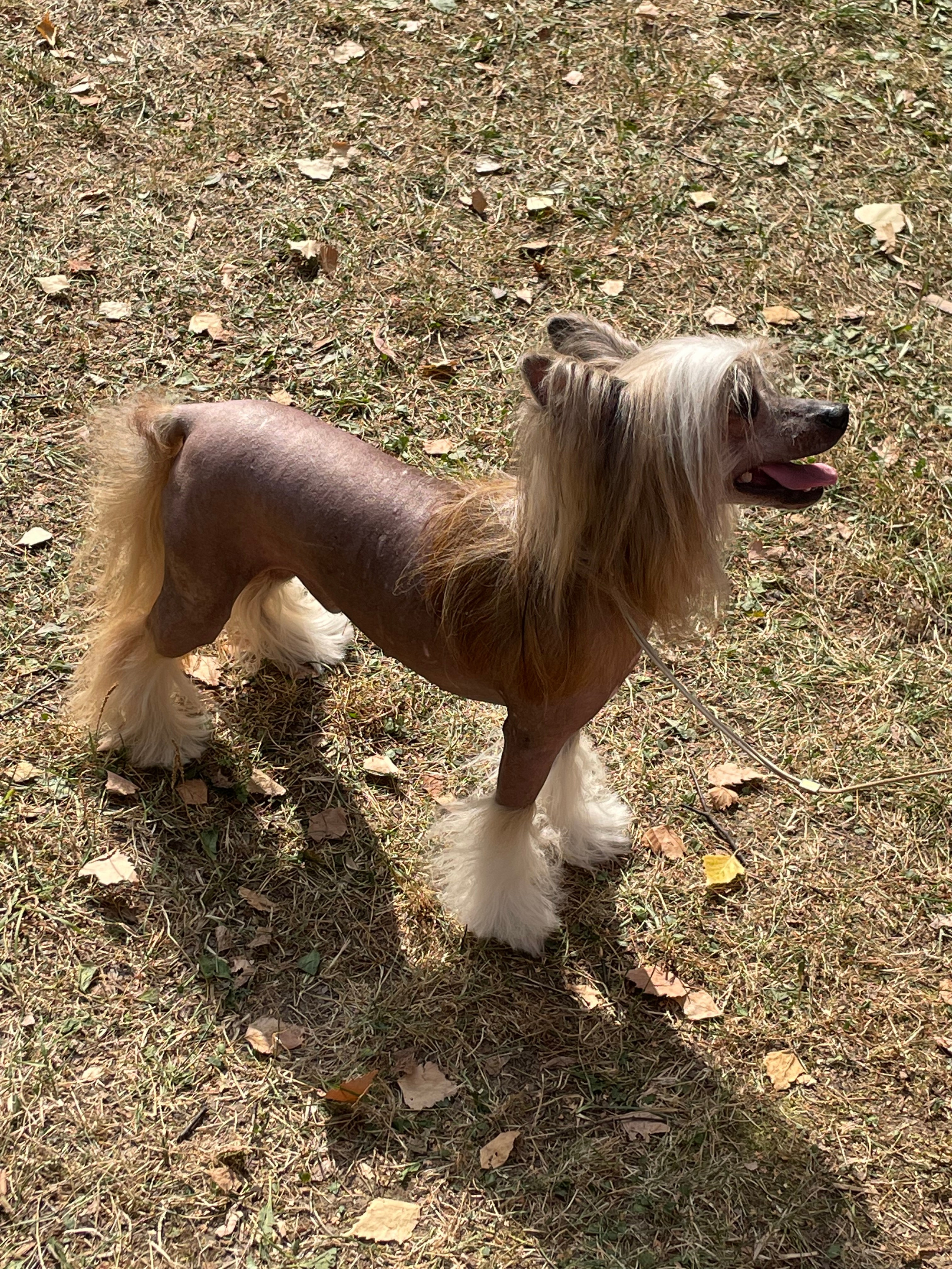 Poale Ell Chester. Питомник китайских хохлатых собак Poale Ell: купить щенка