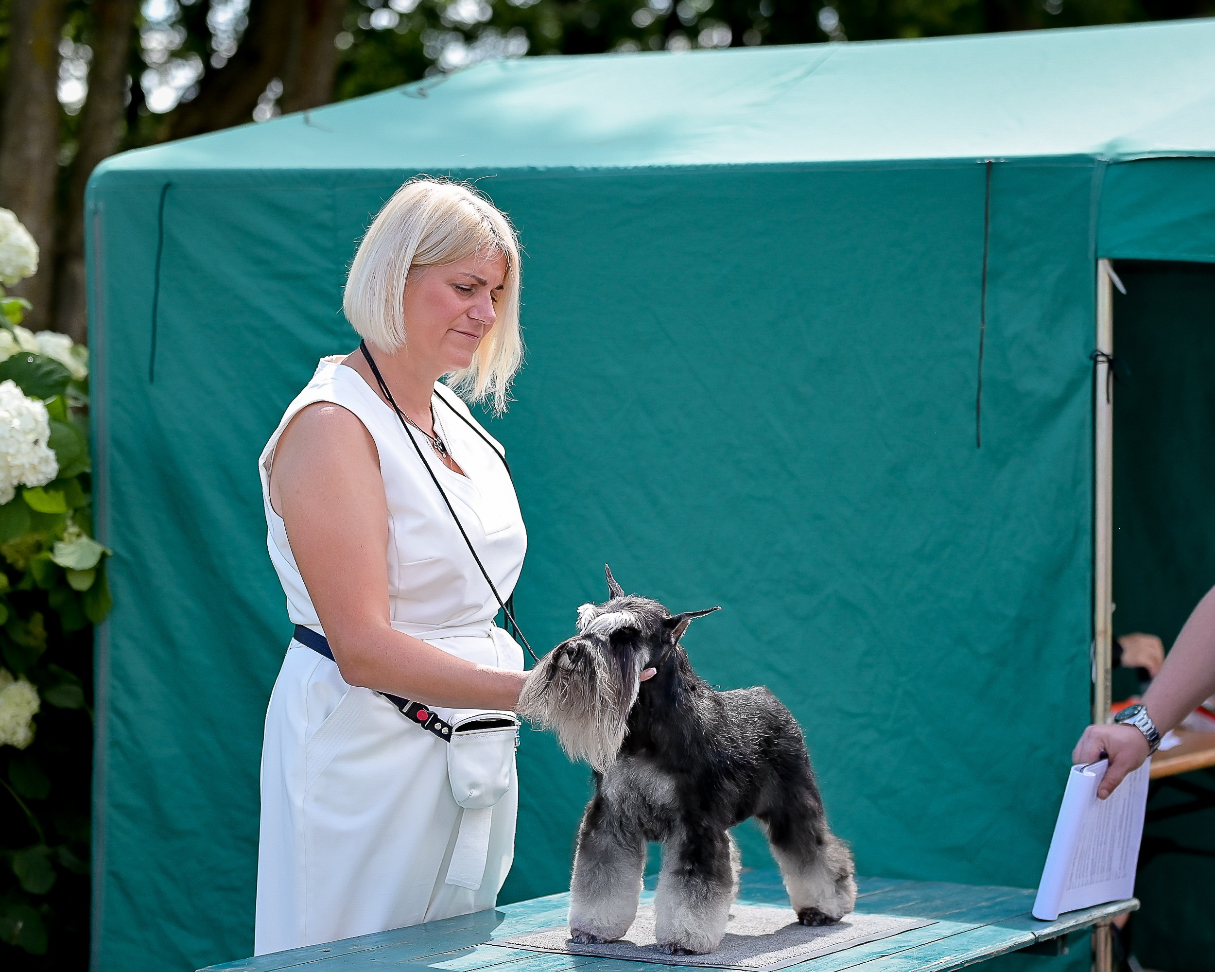 Питомник Делинсо Бэлэнс, щенки цвергшнауцера, купить щенка цвергшнауцера, питомник цвергшнауцеров, кобель цвергшнауцера для вязки, щенок цвергшнауцера, питомник цвергшнауцеров, черный с серебром, цверг, лучший питомник в беларуси, питомник цвергшнауцеров минск