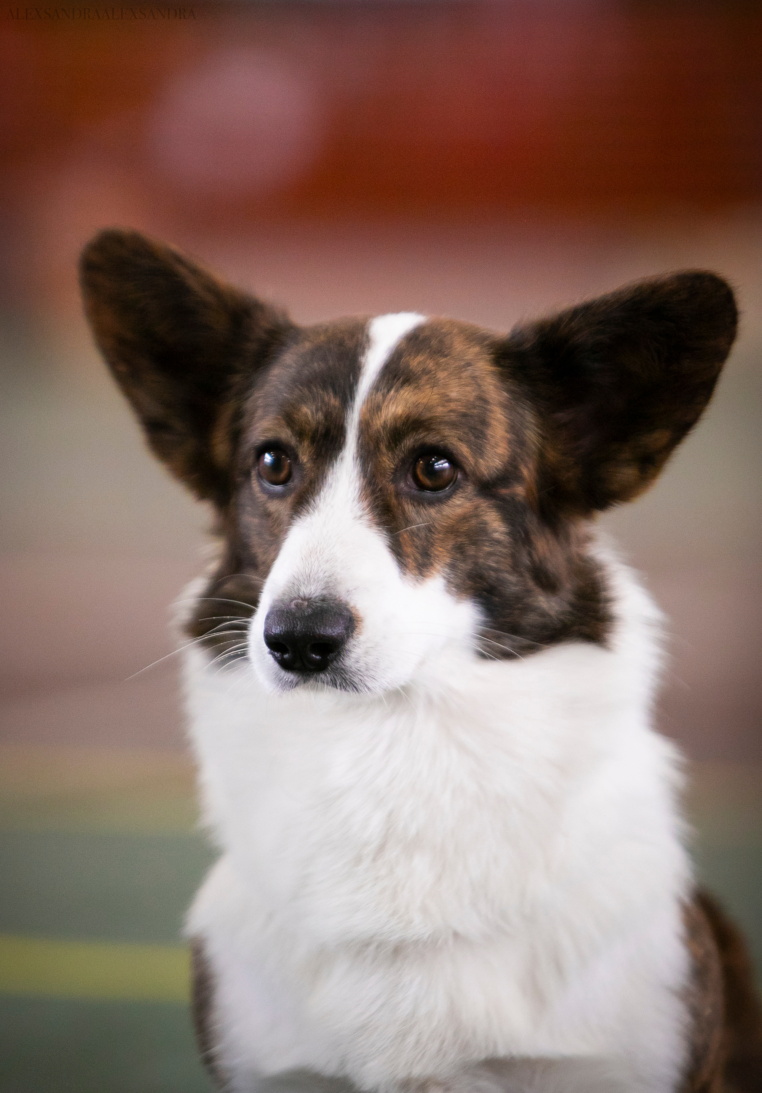 Вельш корги кардиган Corgi Na Volge Hoorma БУСИНА. Купить щенка Вельш-корги-кардиган в семейном питомнике — Ice Fantasy
