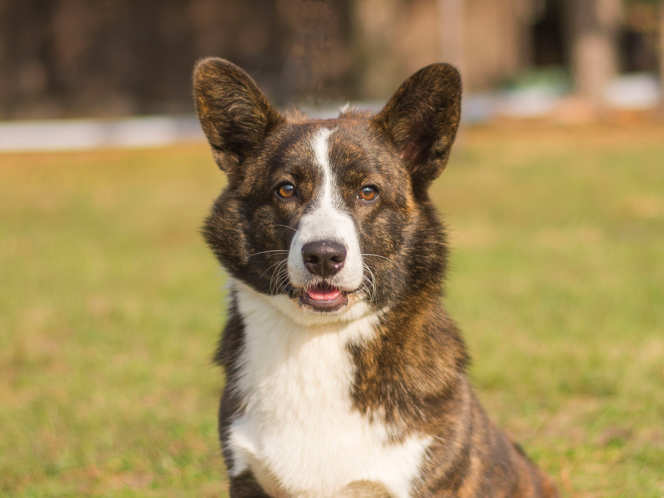 Вельш корги кардиган Corgi Na Volge Hoorma БУСИНА. Купить щенка Вельш-корги-кардиган в семейном питомнике — Ice Fantasy