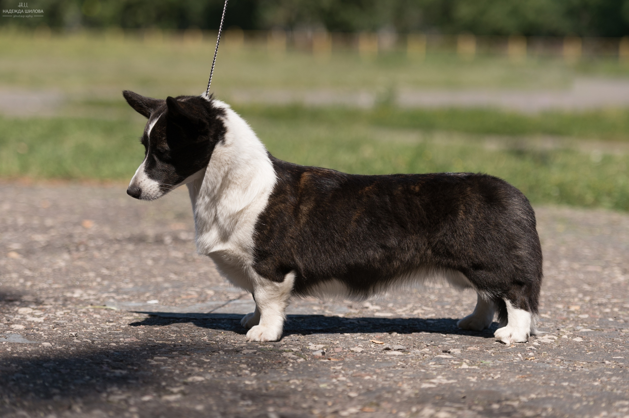 Вельш корги кардиган Corgi Na Volge Hoorma БУСИНА. Купить щенка Вельш-корги-кардиган в семейном питомнике — Ice Fantasy