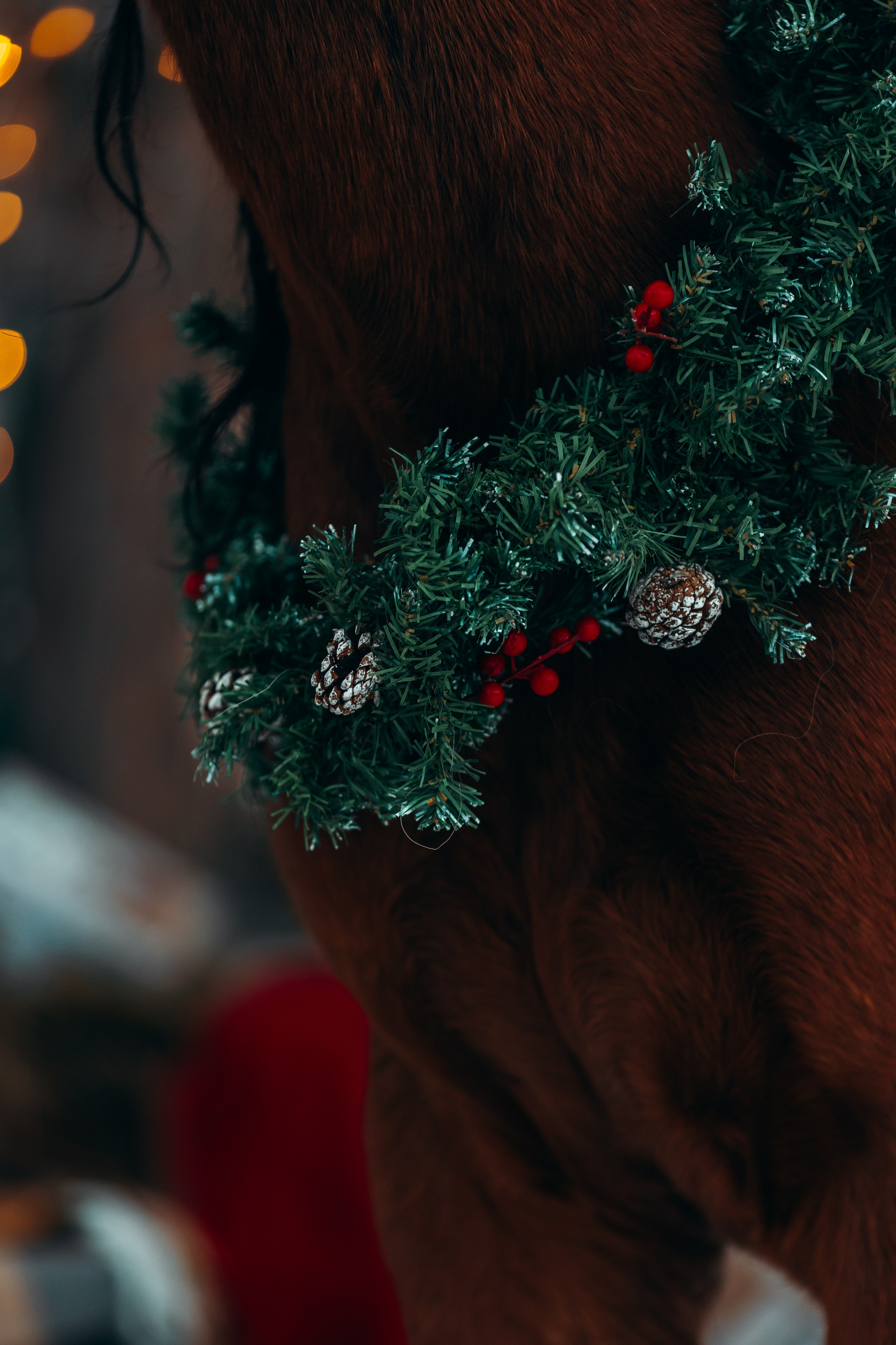 Тариф новогодний 2024. Анна Молчанова конный фотограф в Тюмени | фотосессии с лошадьми Тюмень