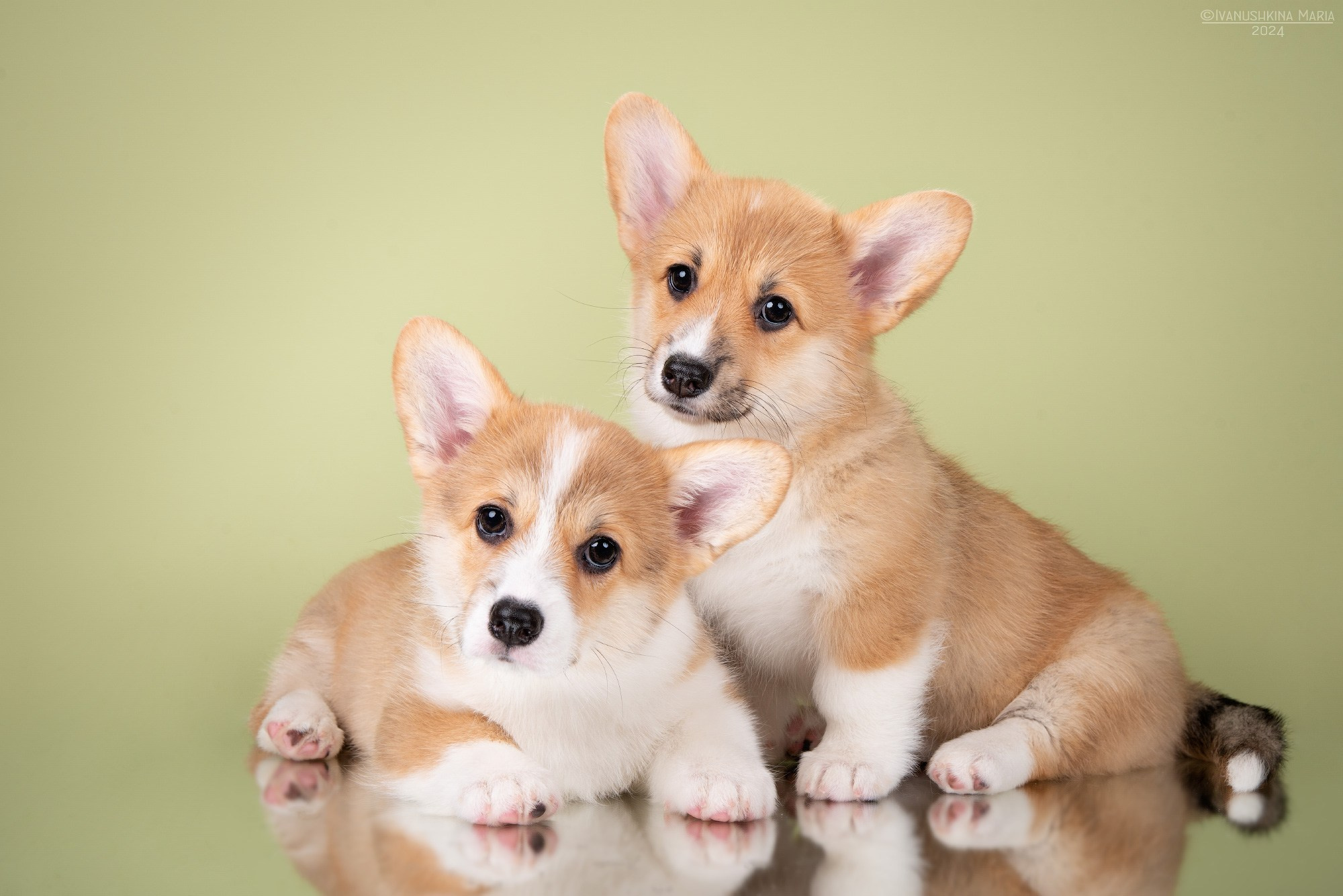 Фотосессия щенков на фонах. Фотограф собак в Москве и Московской области Иванушкина Мария