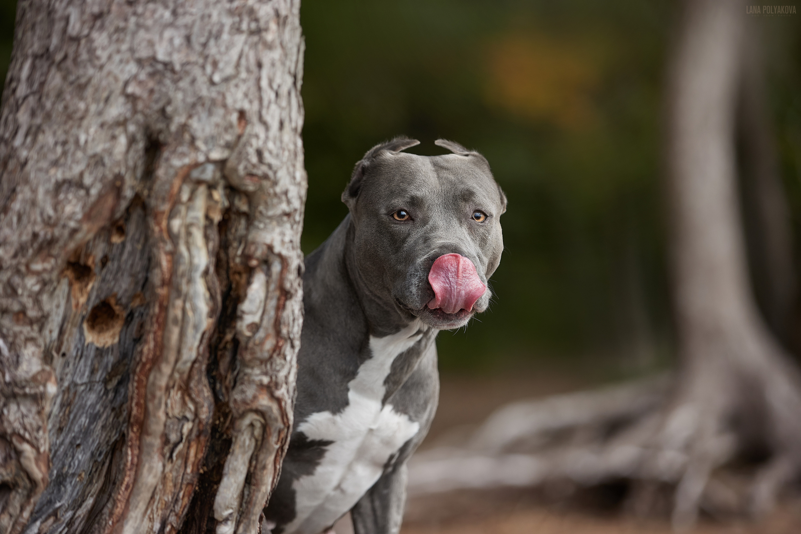 Прайтер Хитачи