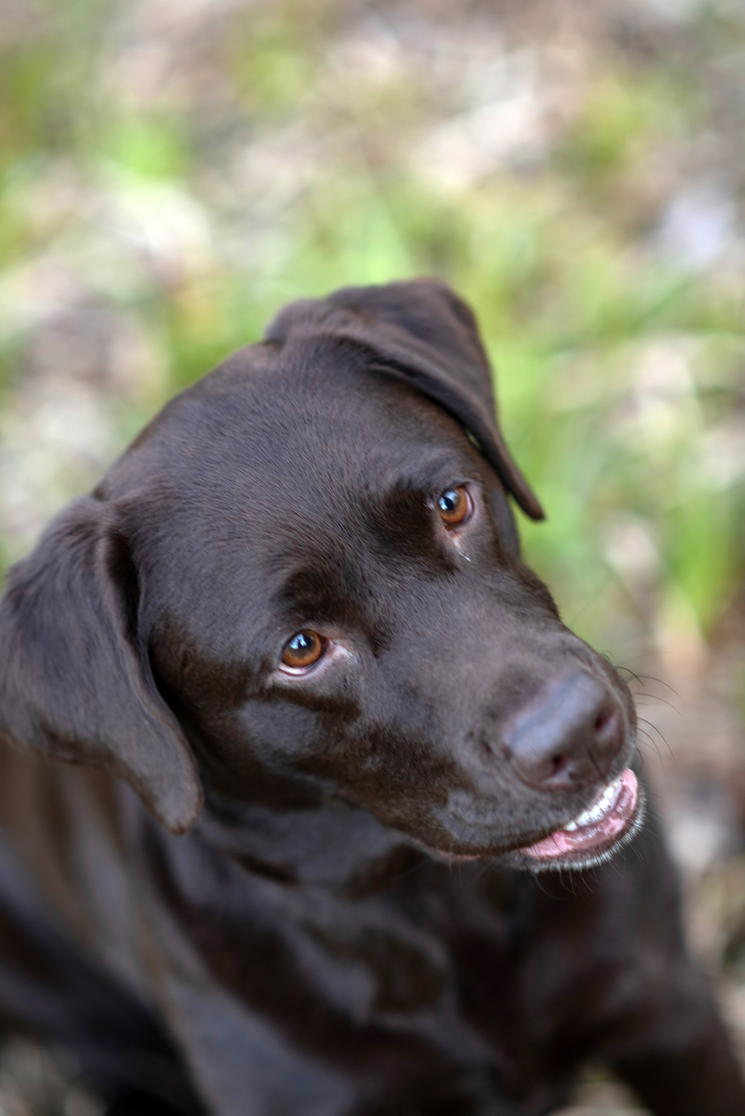 Фотосессия с собакой. Фотограф Юлия Кондратьева