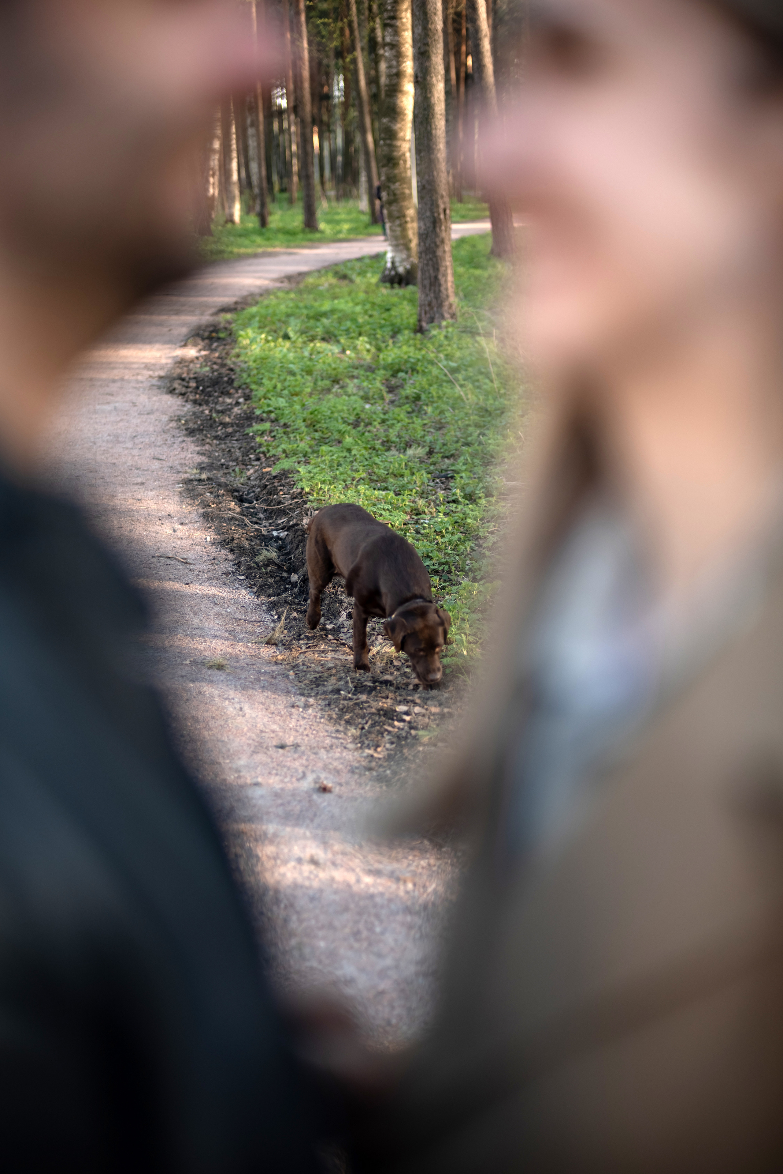 Фотосессия с собакой. Фотограф Юлия Кондратьева