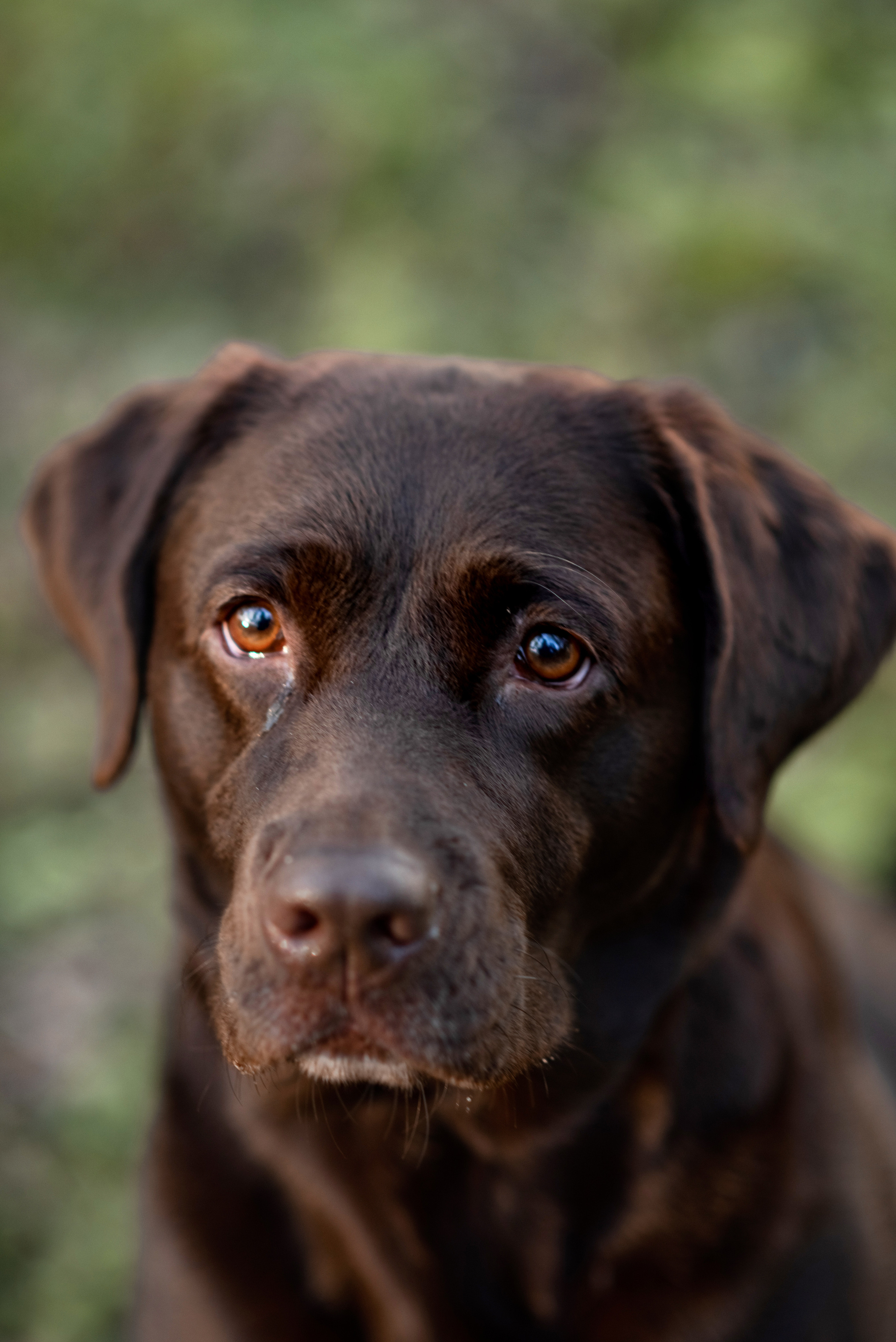 Фотосессия с собакой. Фотограф Юлия Кондратьева