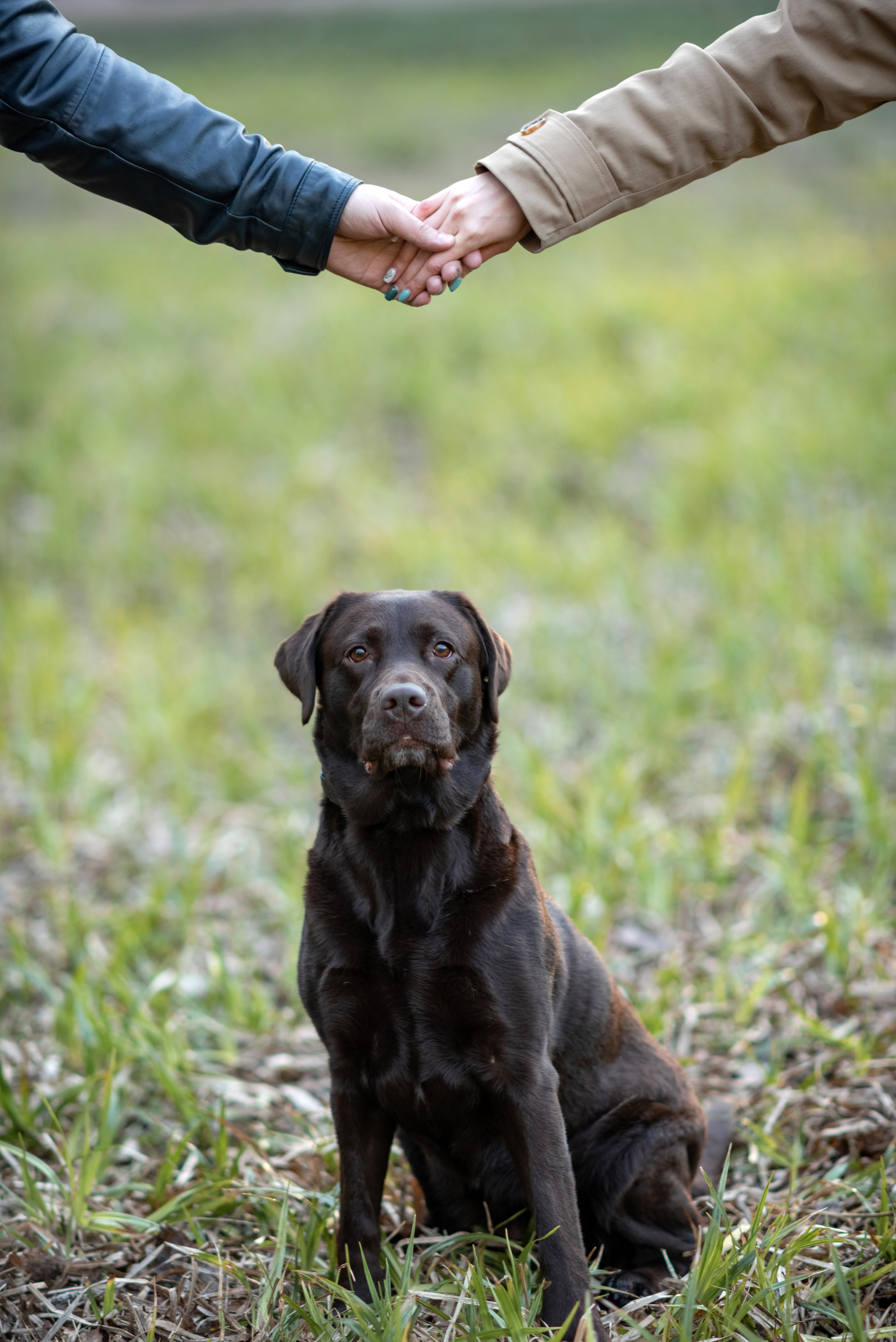 Фотосессия с собакой. Фотограф Юлия Кондратьева