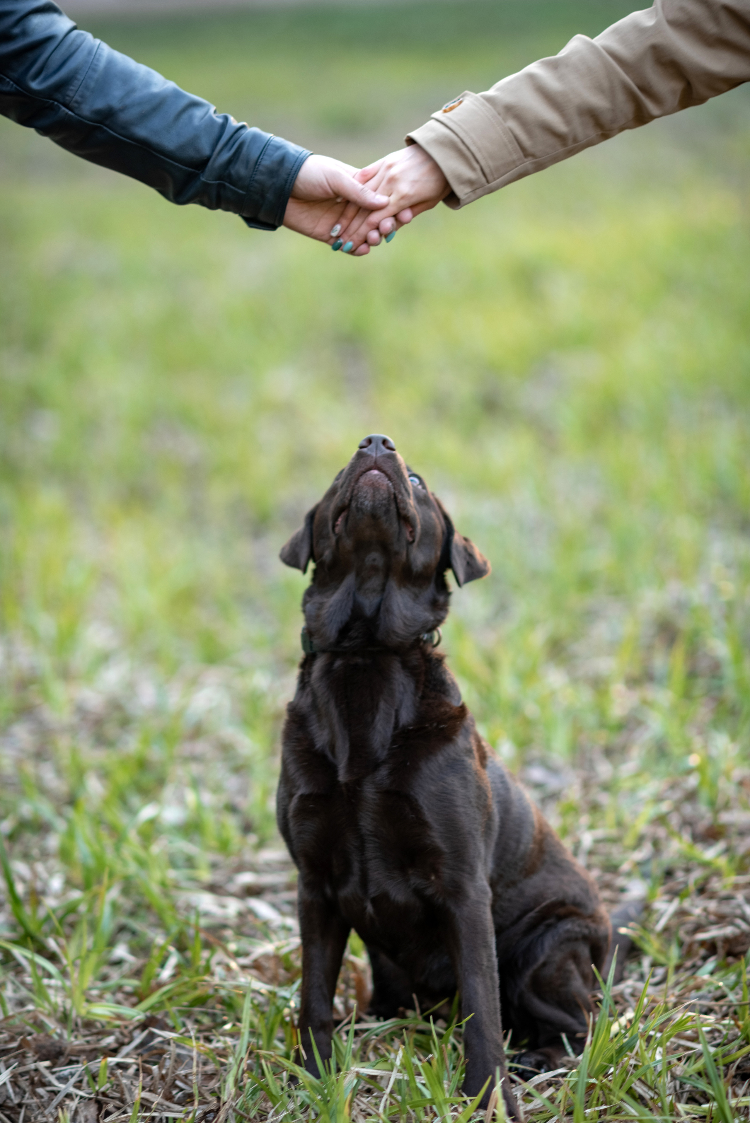 Фотосессия с собакой. Фотограф Юлия Кондратьева